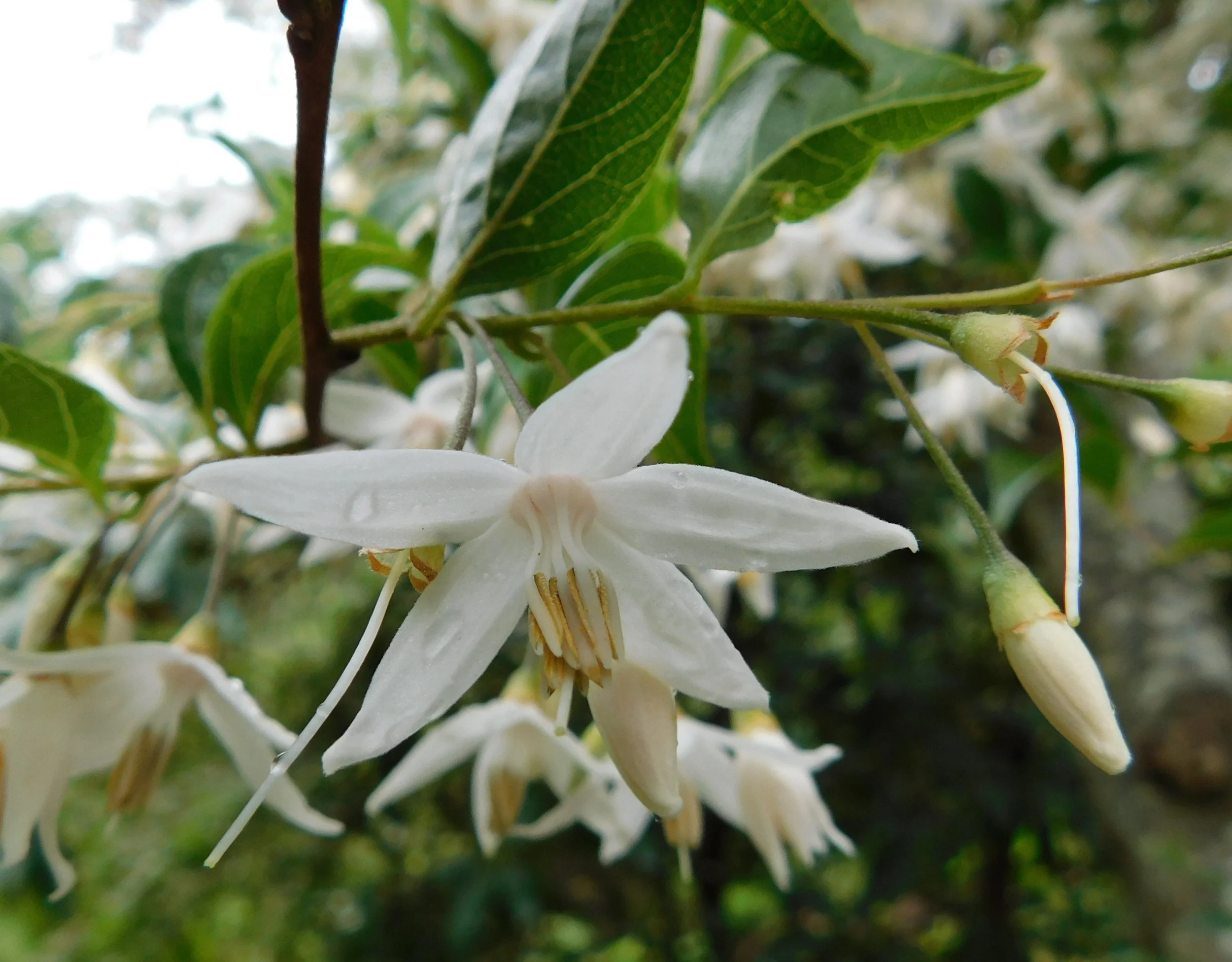 Close-up of white flowers and green leaves on a tree branch.