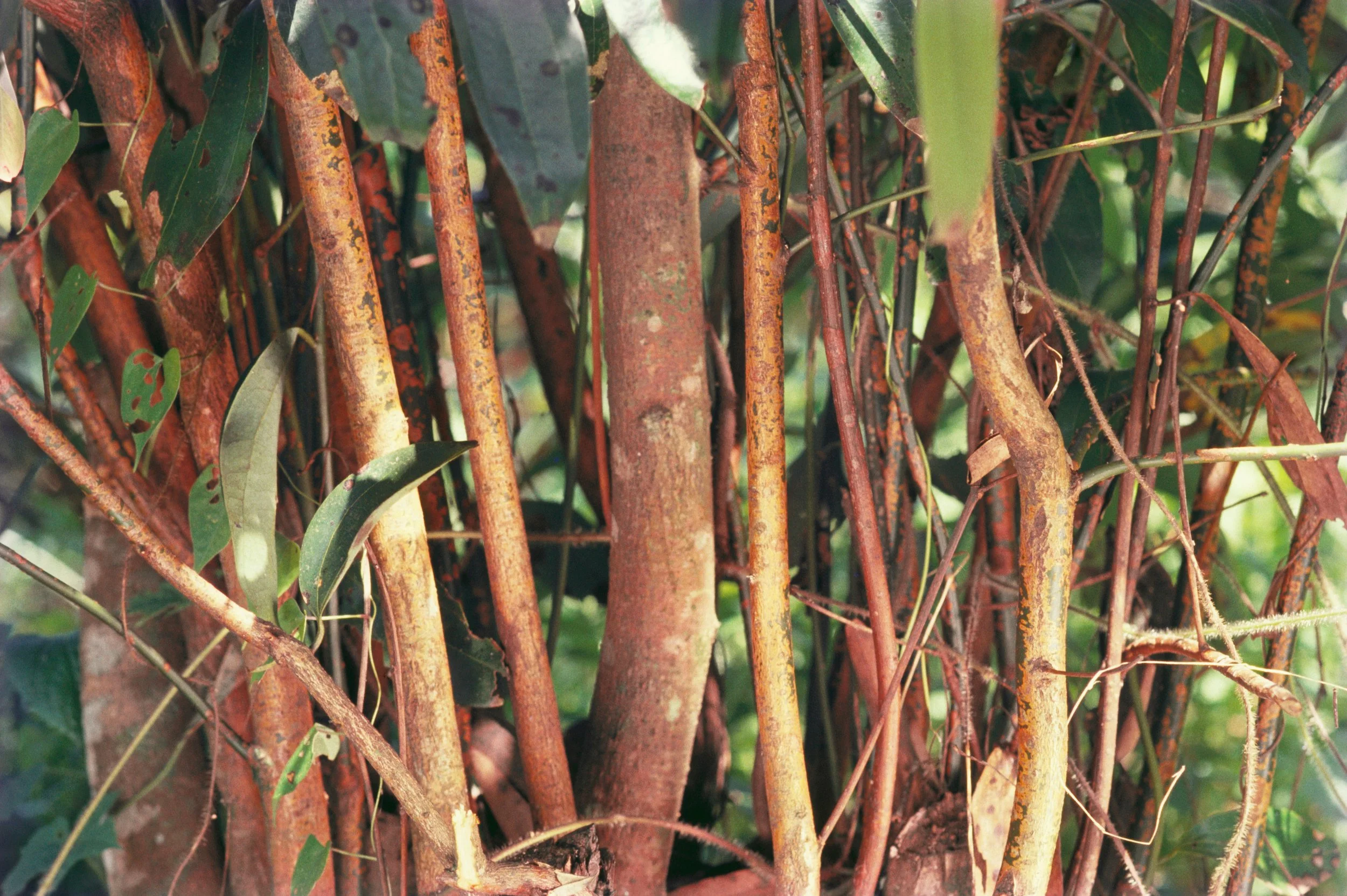 Close-up of a dense cluster of reddish-brown bamboo stalks with green leaves, some leaves showing holes and damage.
