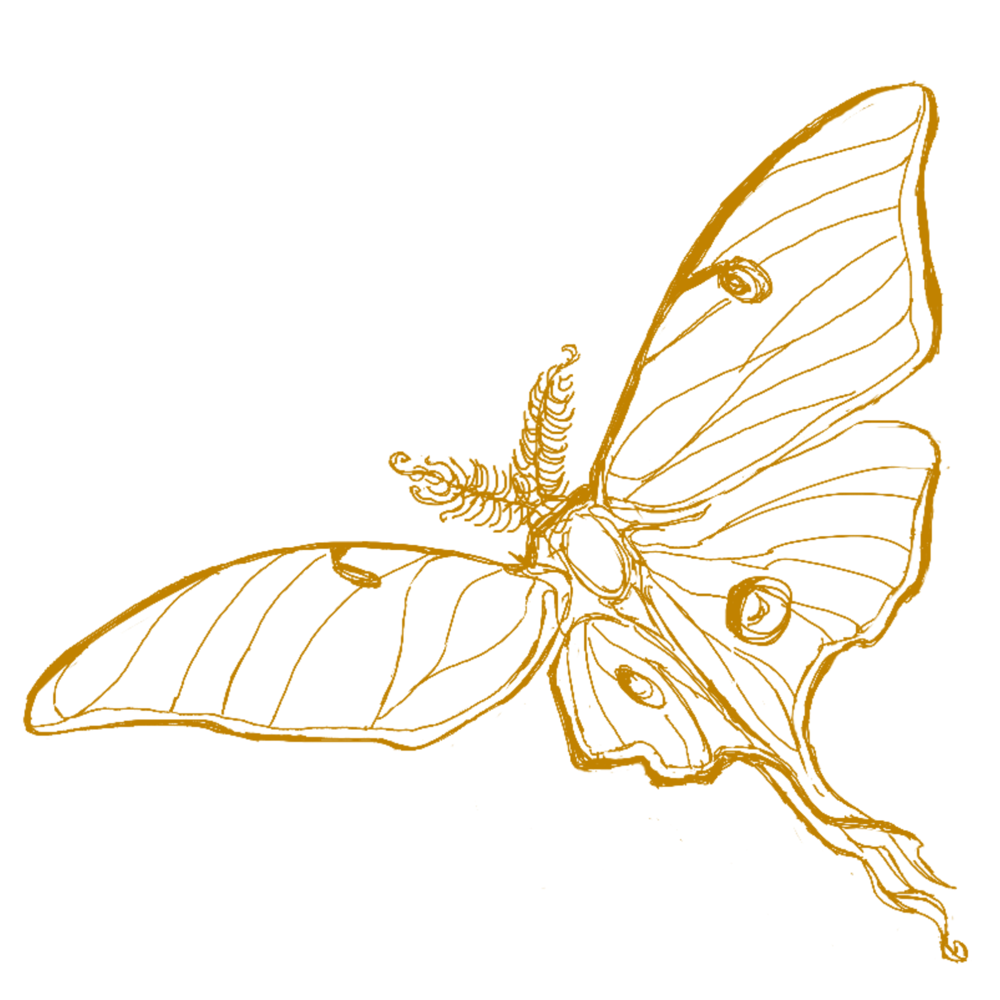 Illustration of a butterfly with detailed line art, golden in color on a black background.
