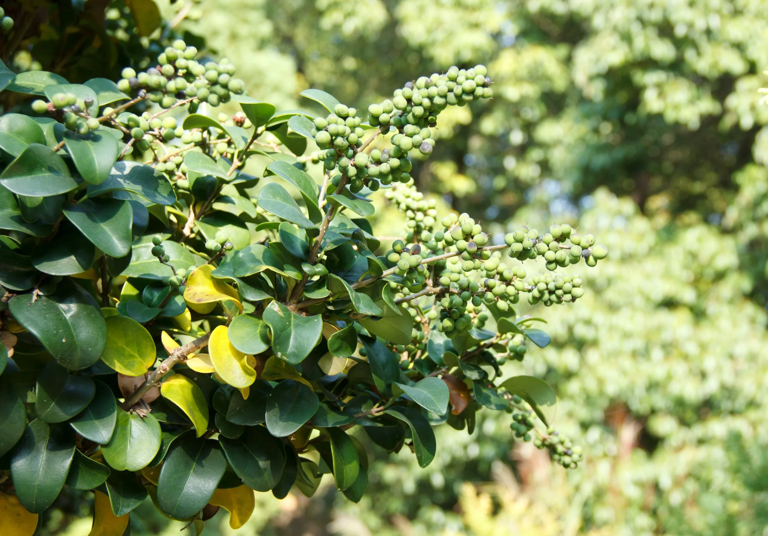 Close-up of green berries growing on a plant with dark green, glossy leaves in a sunny outdoor setting.