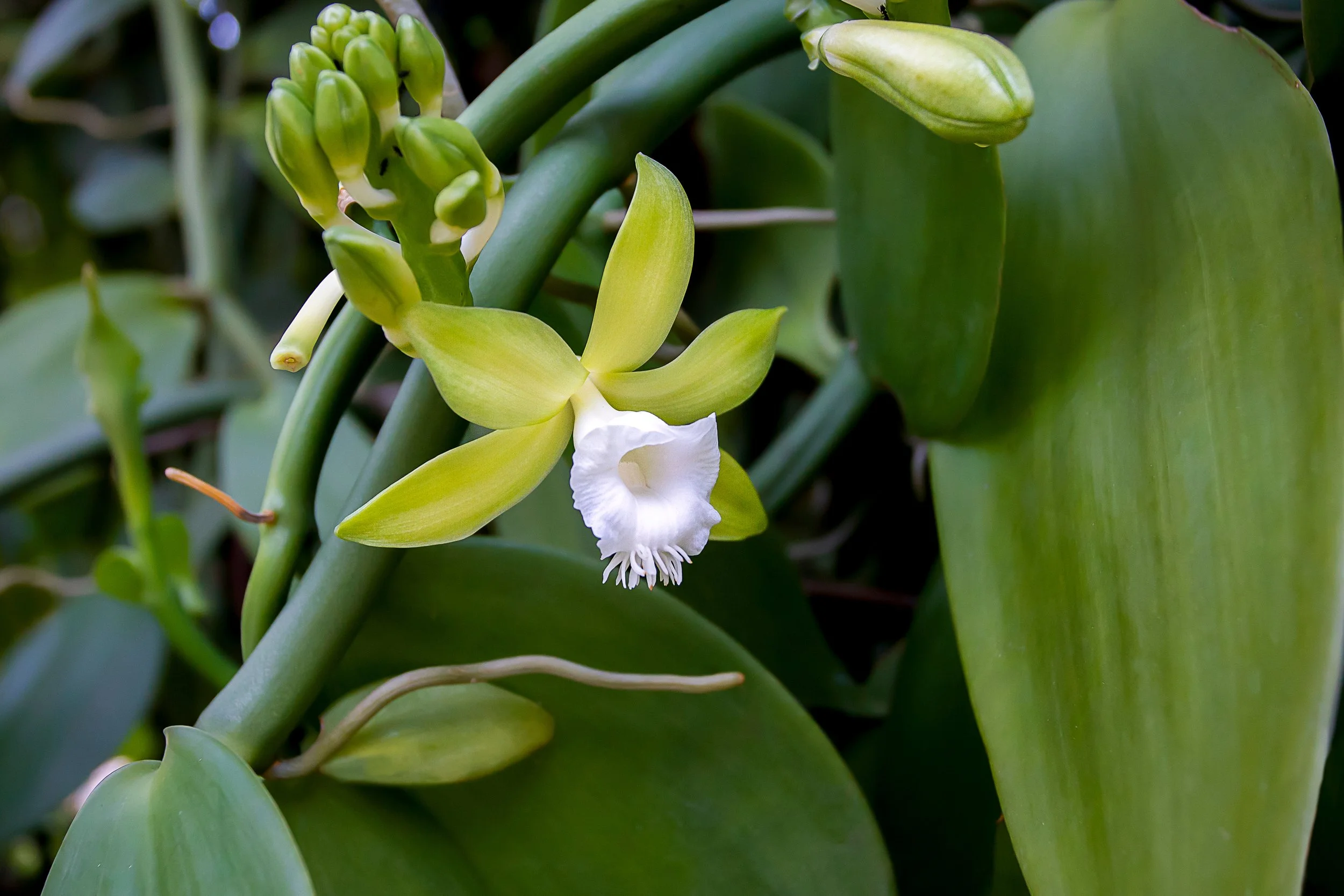 Close-up of a yellow orchid with white center petals and green buds and leaves.