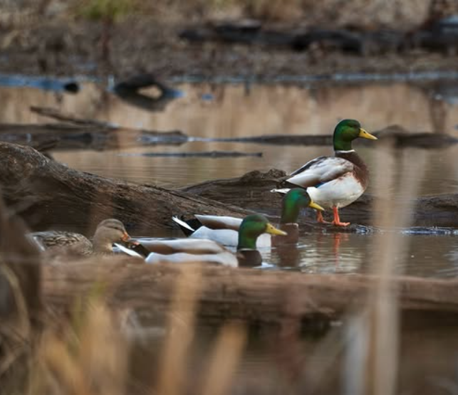 Three mallard ducks swimming in a pond with a rocky and grassy background