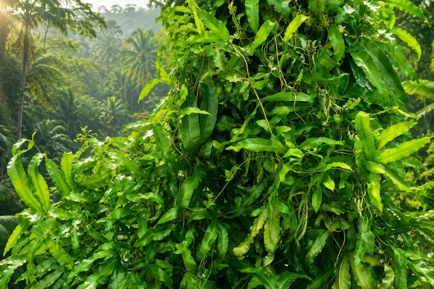 Bali bags are made from natural ata grass that grows naturally in Bali.