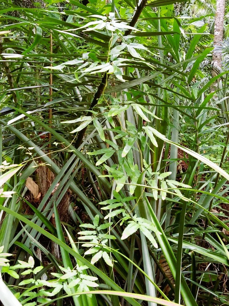 Natural Sustainable Ata Grass