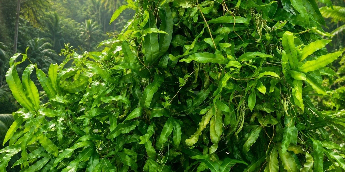Ata grass, a strong, flexible climbing vine that grows naturally in the volcanic foothills of Bali.