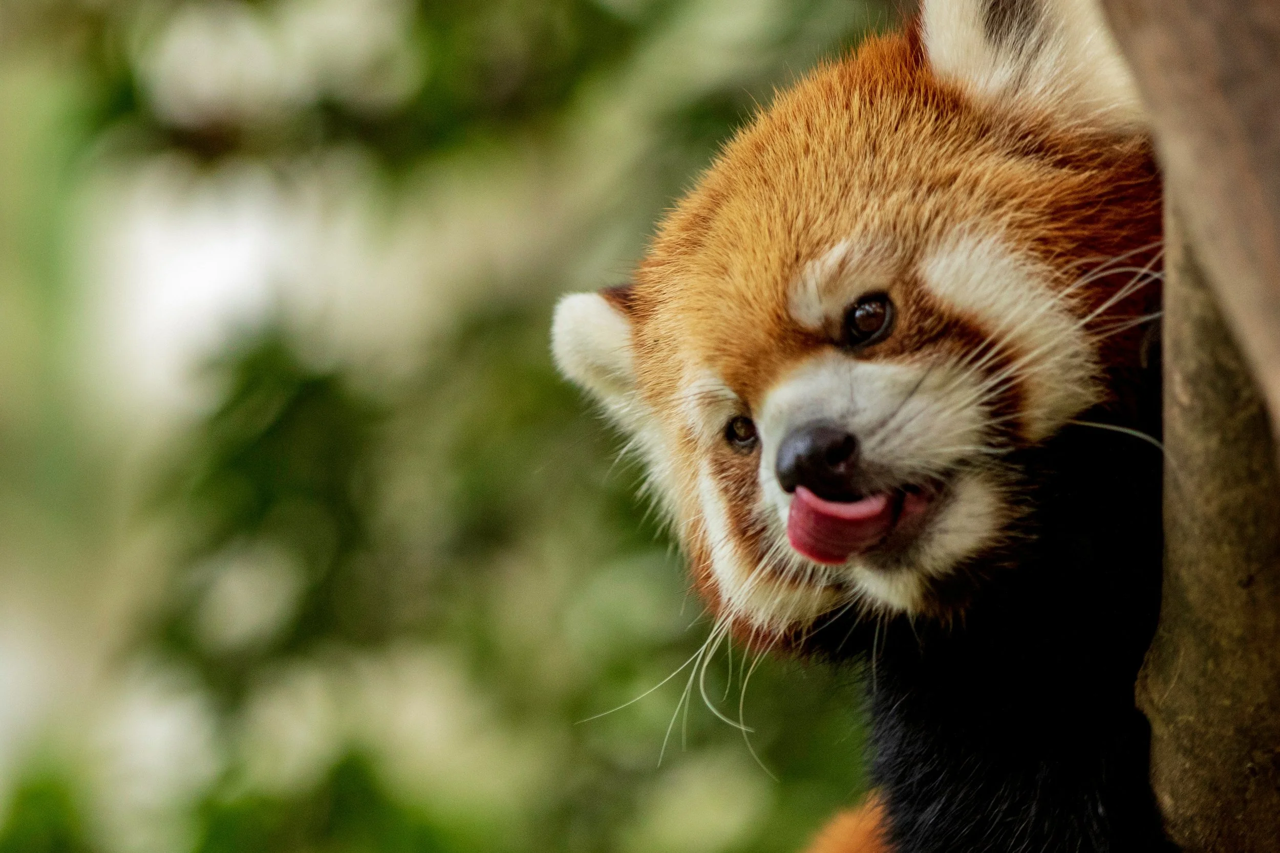 A red panda peeking out from behind a tree, with its tongue slightly sticking out and surrounded by a blurred green forest background.