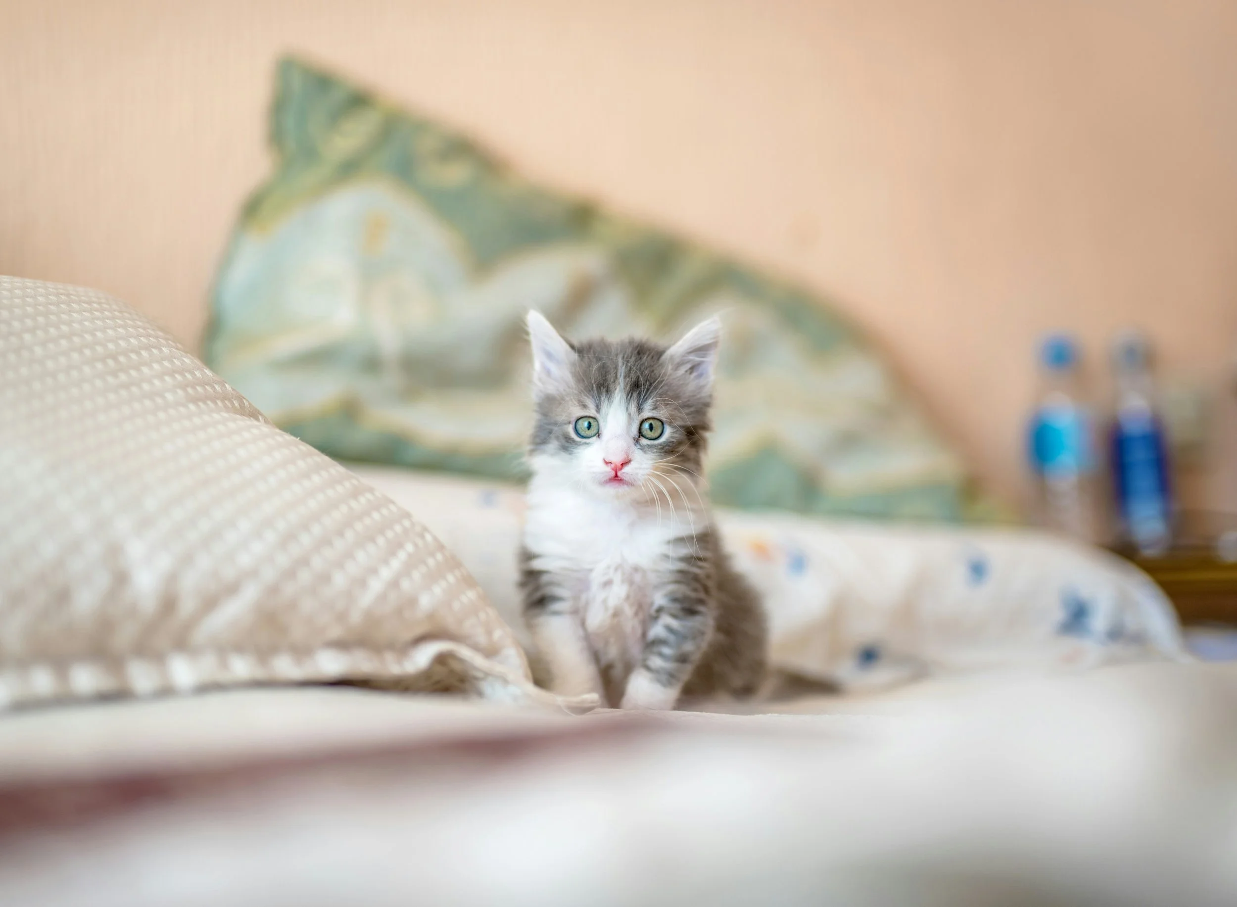 A gray and white kitten with bright green eyes sitting on a bed with beige and floral patterned pillows and a blanket, with a blurred background including water bottles.