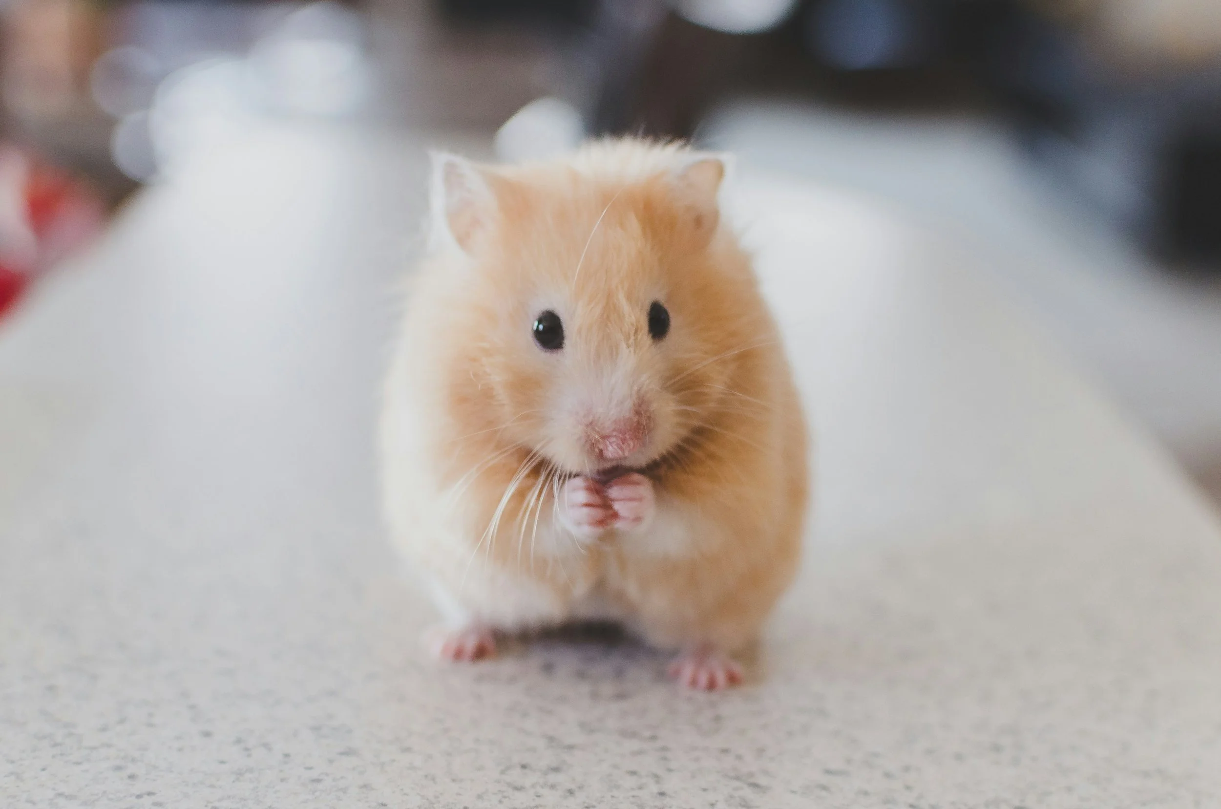 A small, beige hamster with black eyes and pink paws standing on a gray surface, looking directly at the camera.