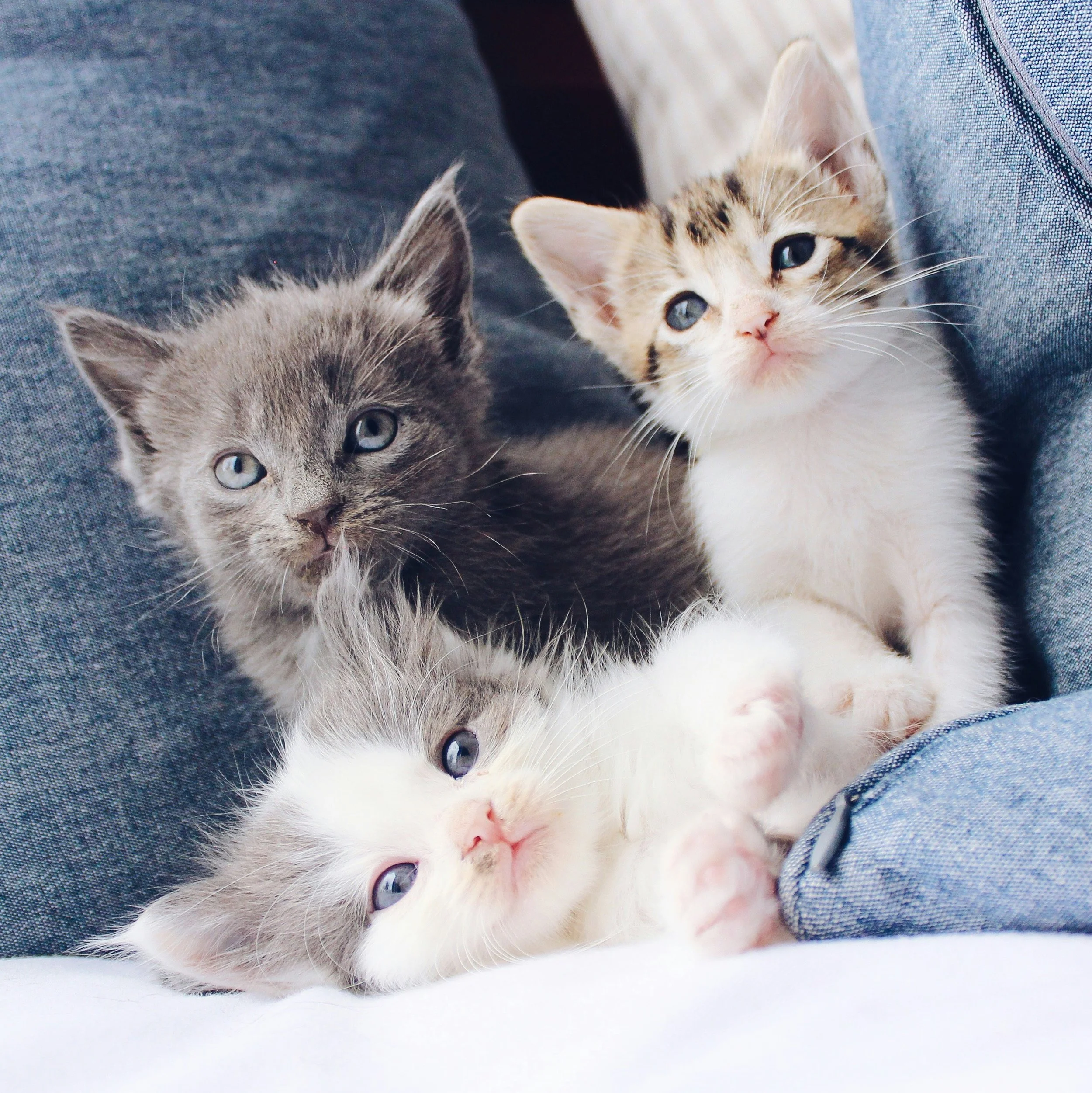 Three kittens, one gray, one white and gray, and one gray, nestled together on a person's lap wearing blue jeans.