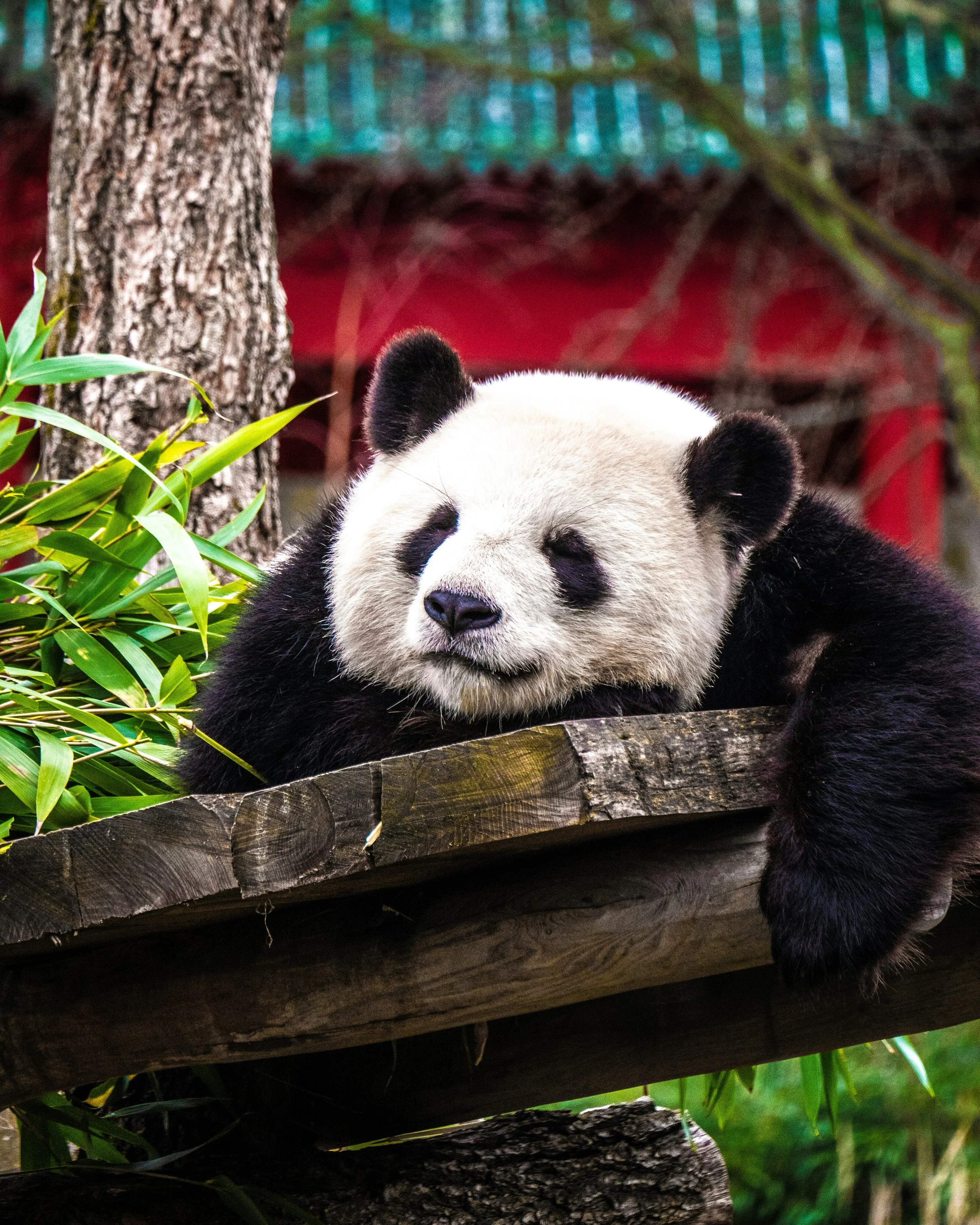A young giant panda is resting on a wooden platform with its head and front paws hanging over the edge, surrounded by green leaves and trees.