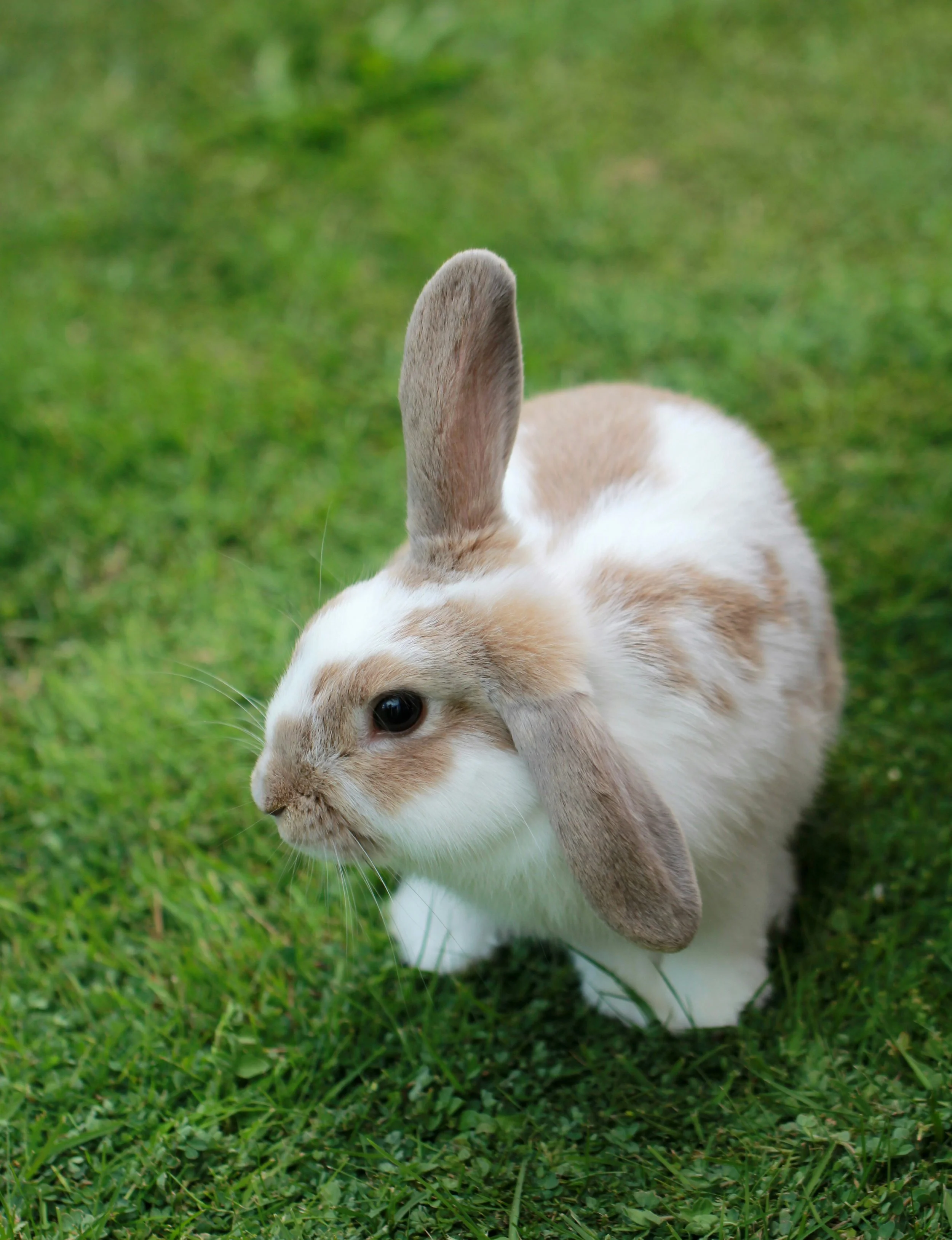 A white and tan rabbit sitting on green grass with one ear upright and the other flopped down.