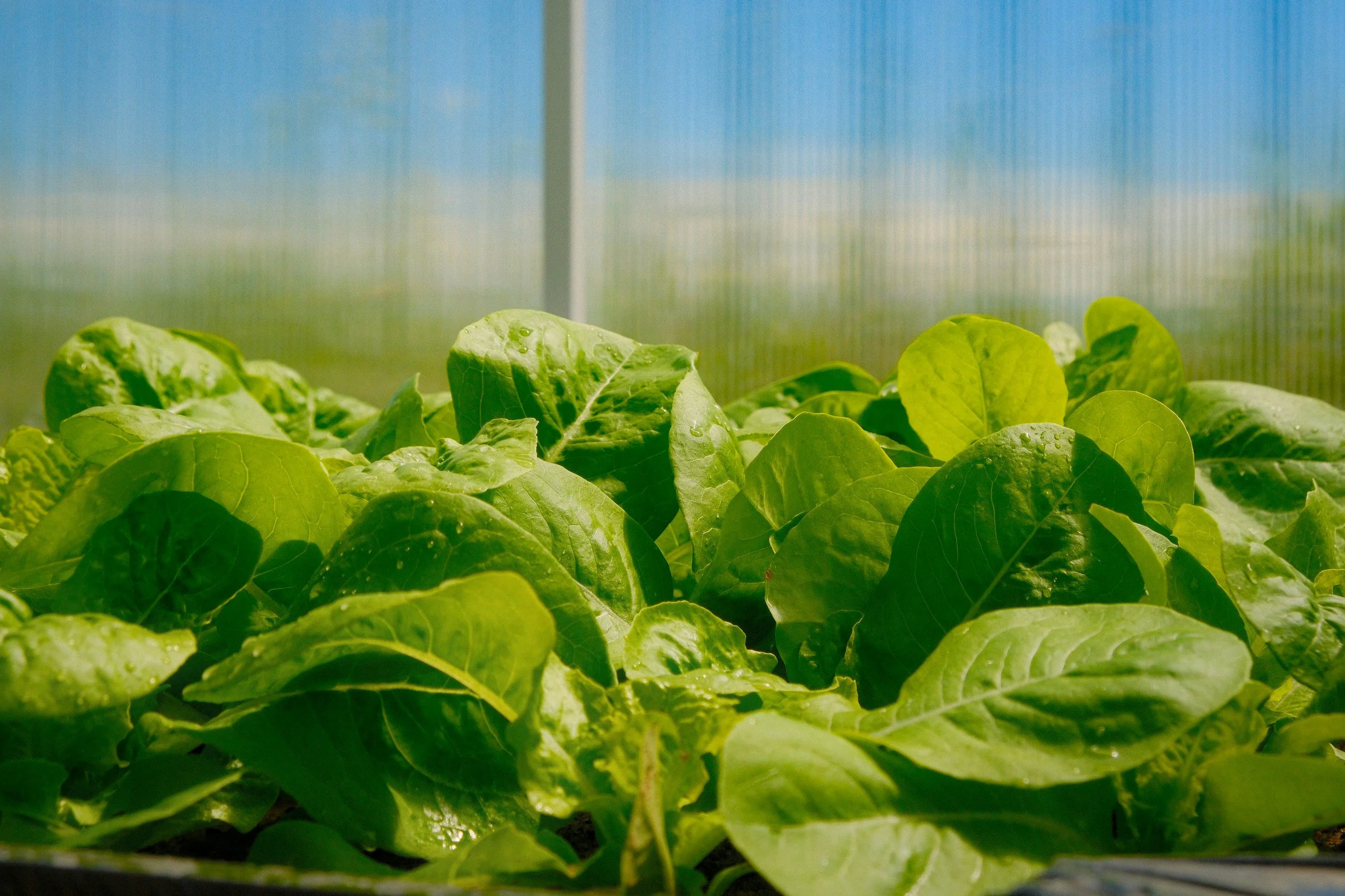 Green leafy plants growing inside a greenhouse.