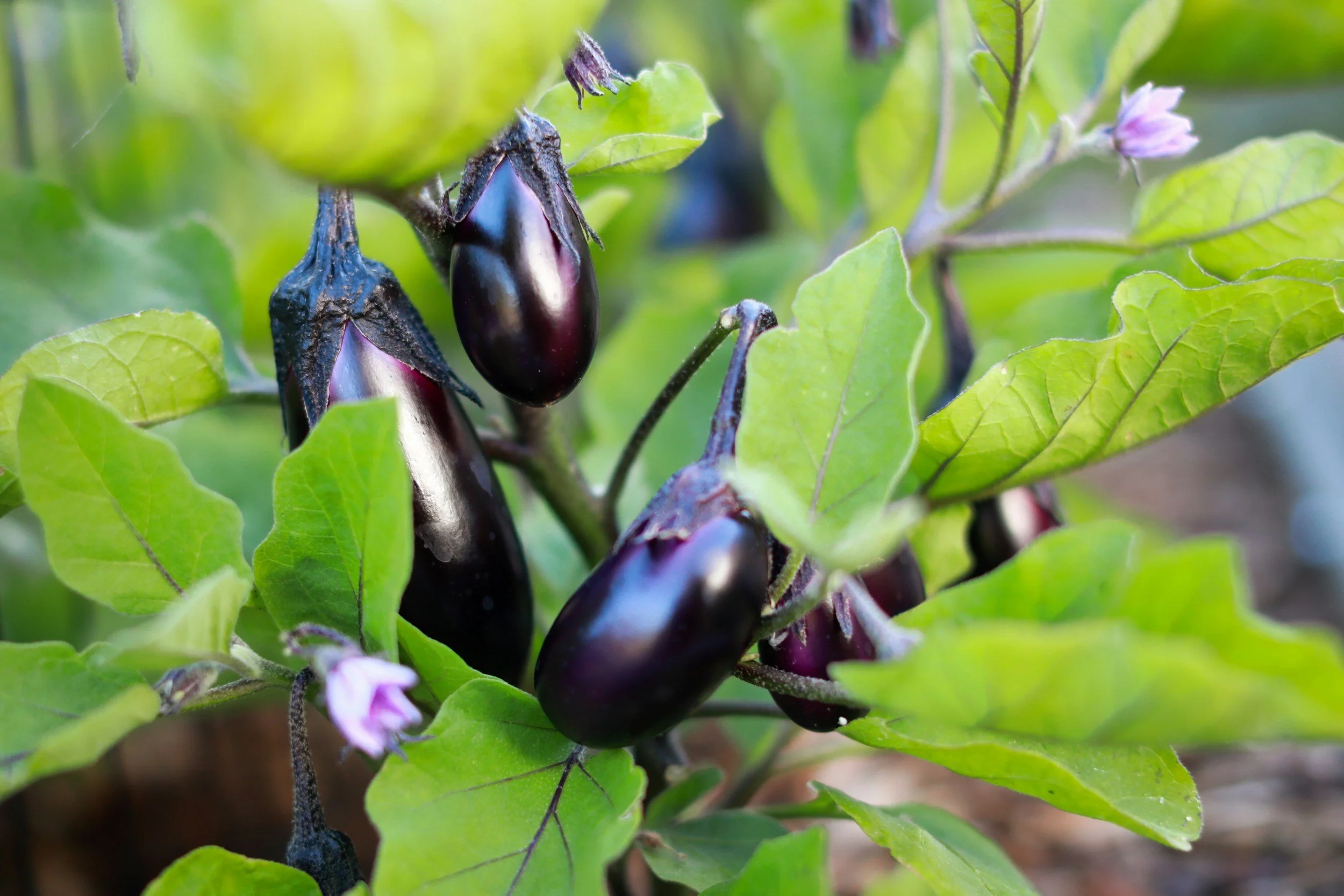 Close-up of eggplants hanging on a plant among green leaves.