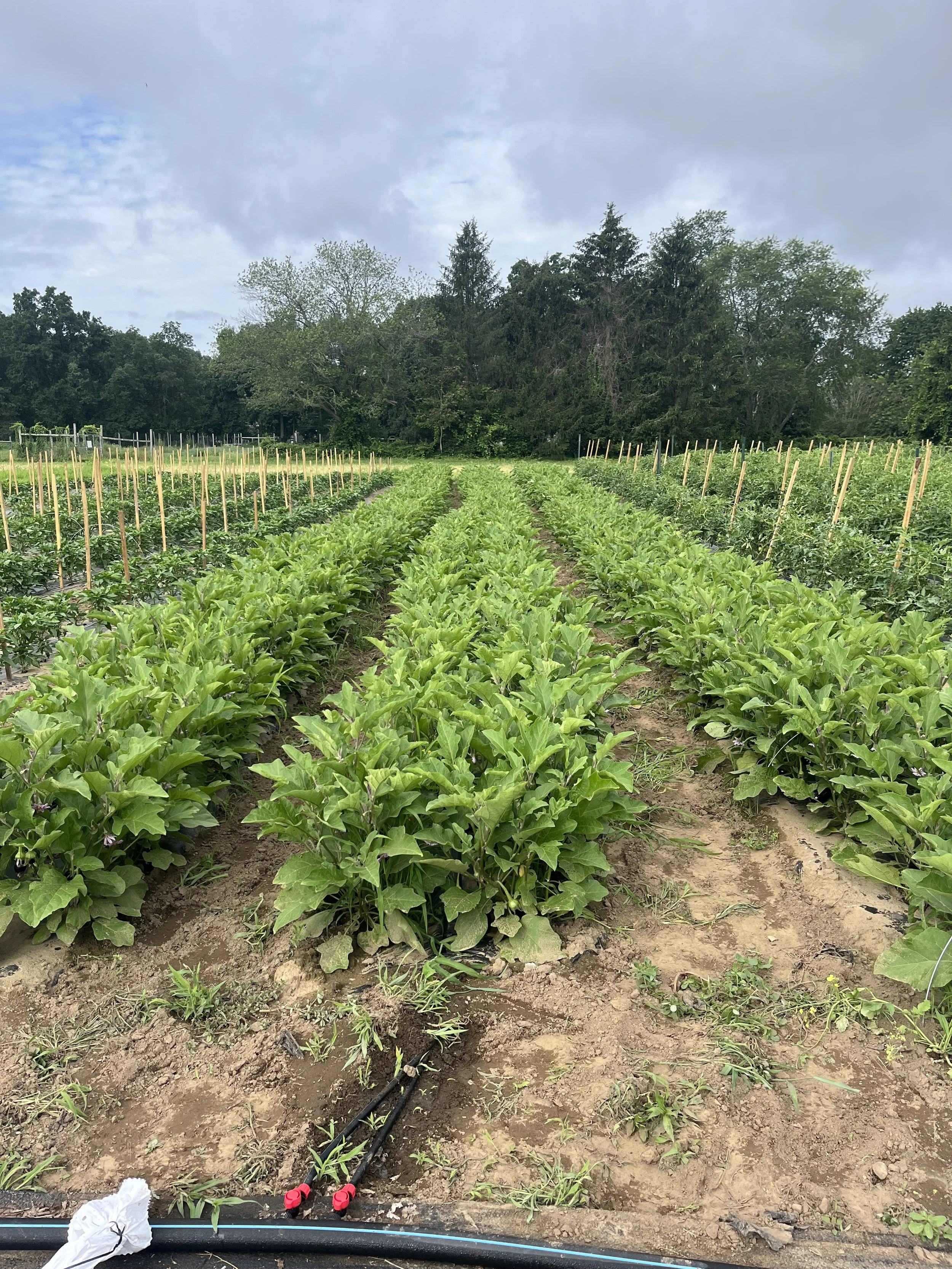 Rows of green leafy plants growing in a farm field, with trees and cloudy sky in the background.