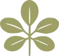 Illustration of a green flower with multiple petals and a yellow center.