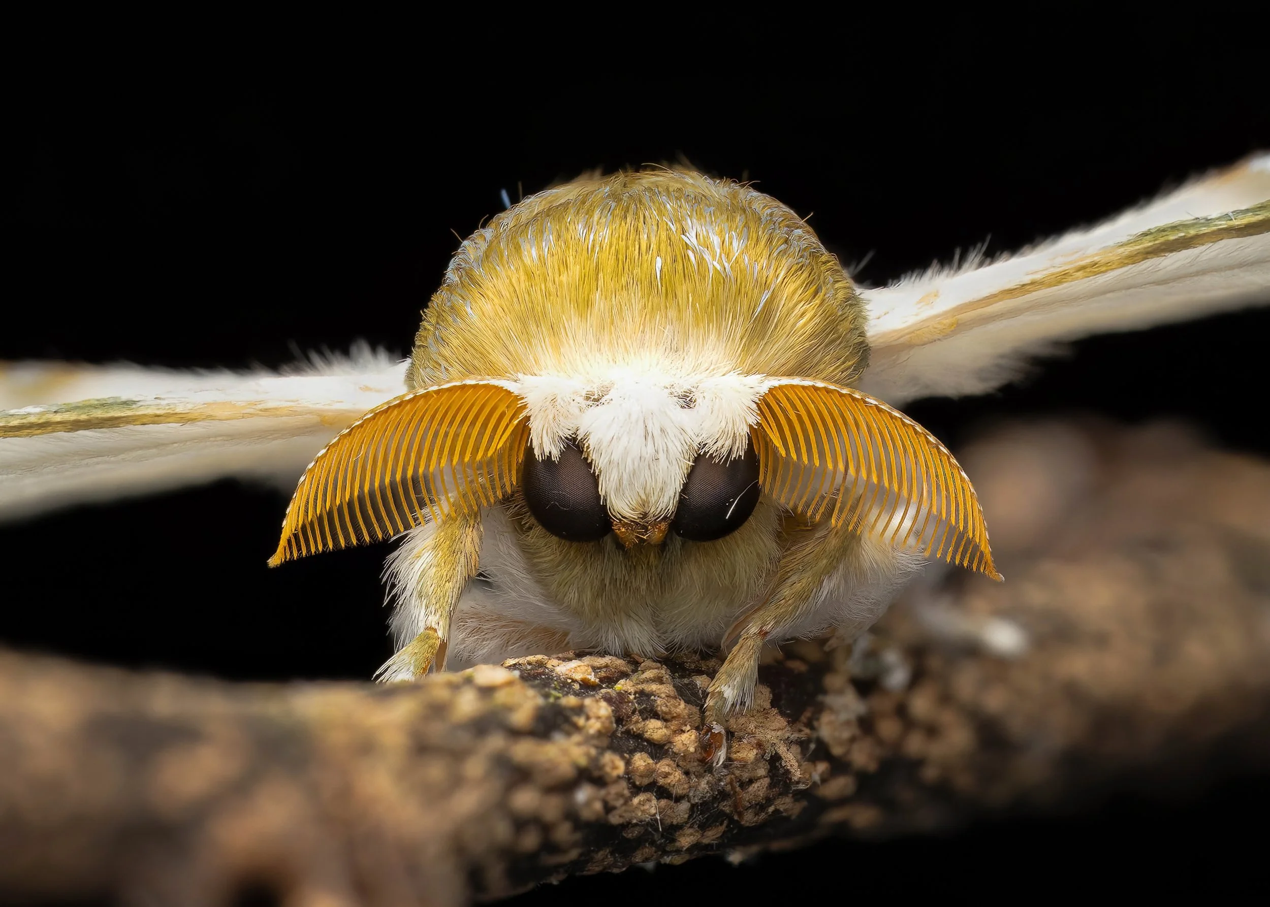 FINALJ Over 455-2-topaz-denoise-sharpen.jpg