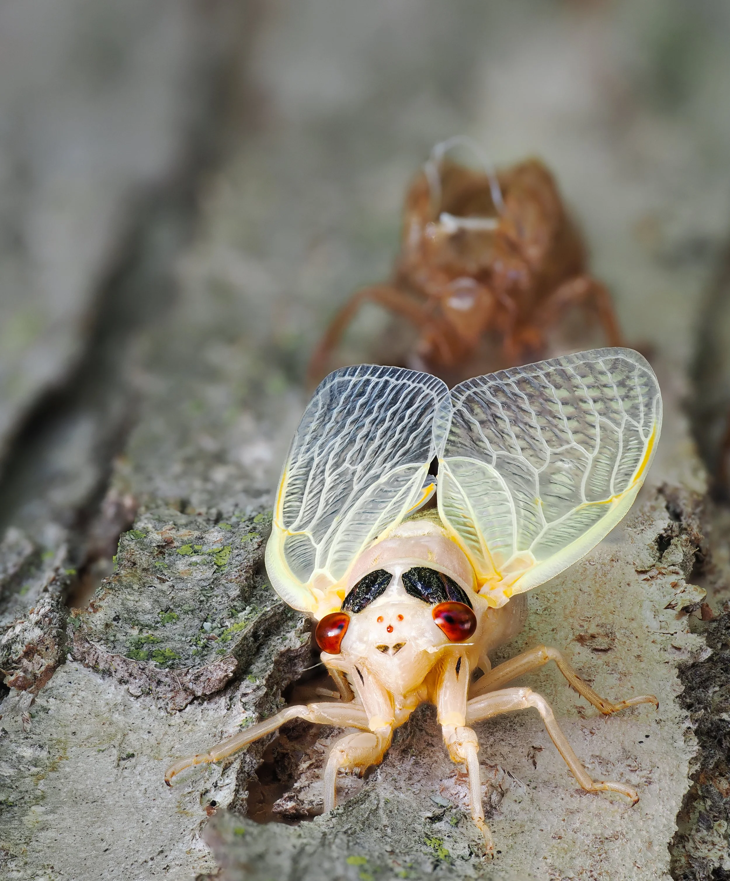 P5272397_stack 3.jpg