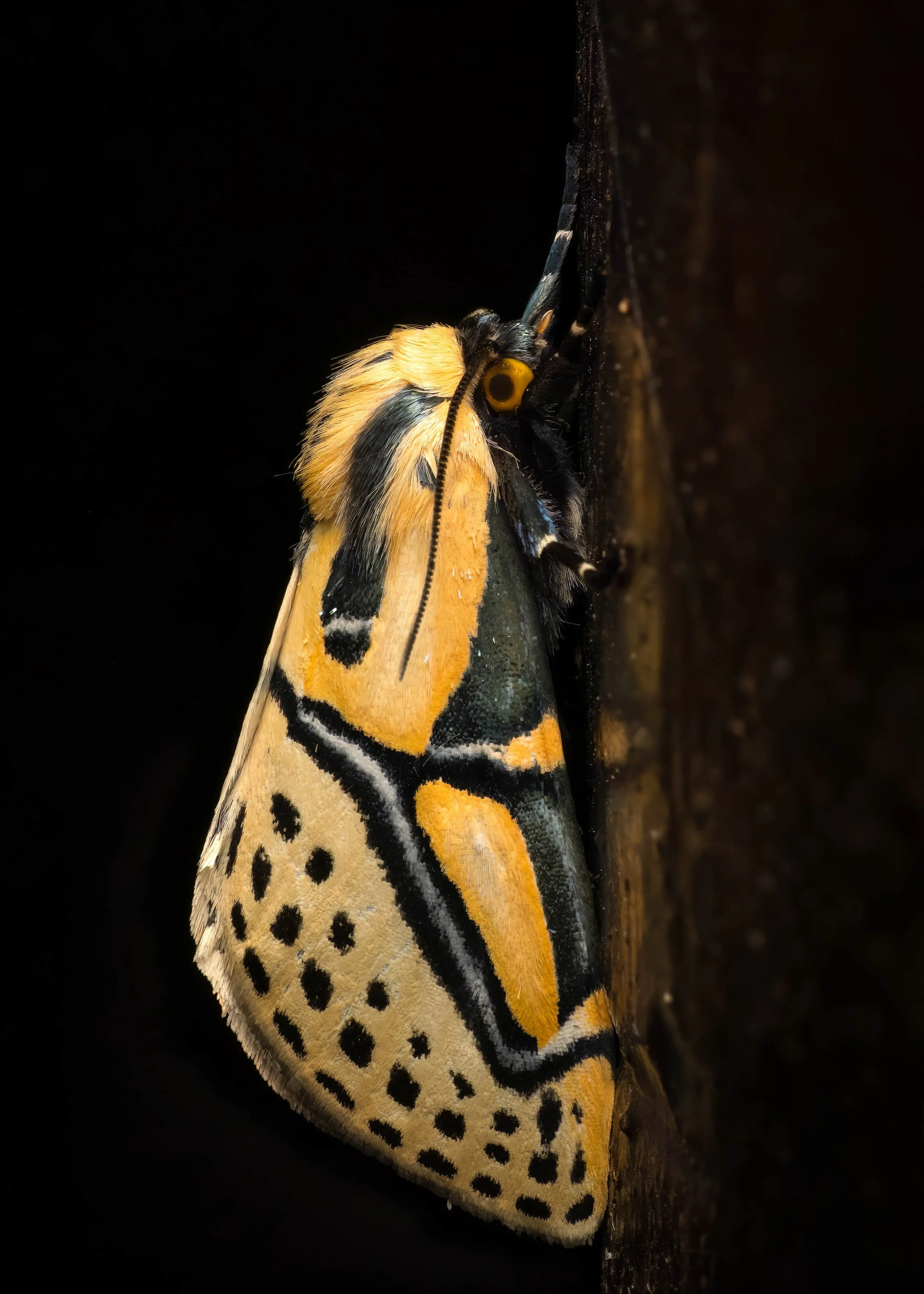 FINAL2025-09-06 12-11-50 (B,R8,S4)-2-topaz-denoise-sharpen-2.jpg