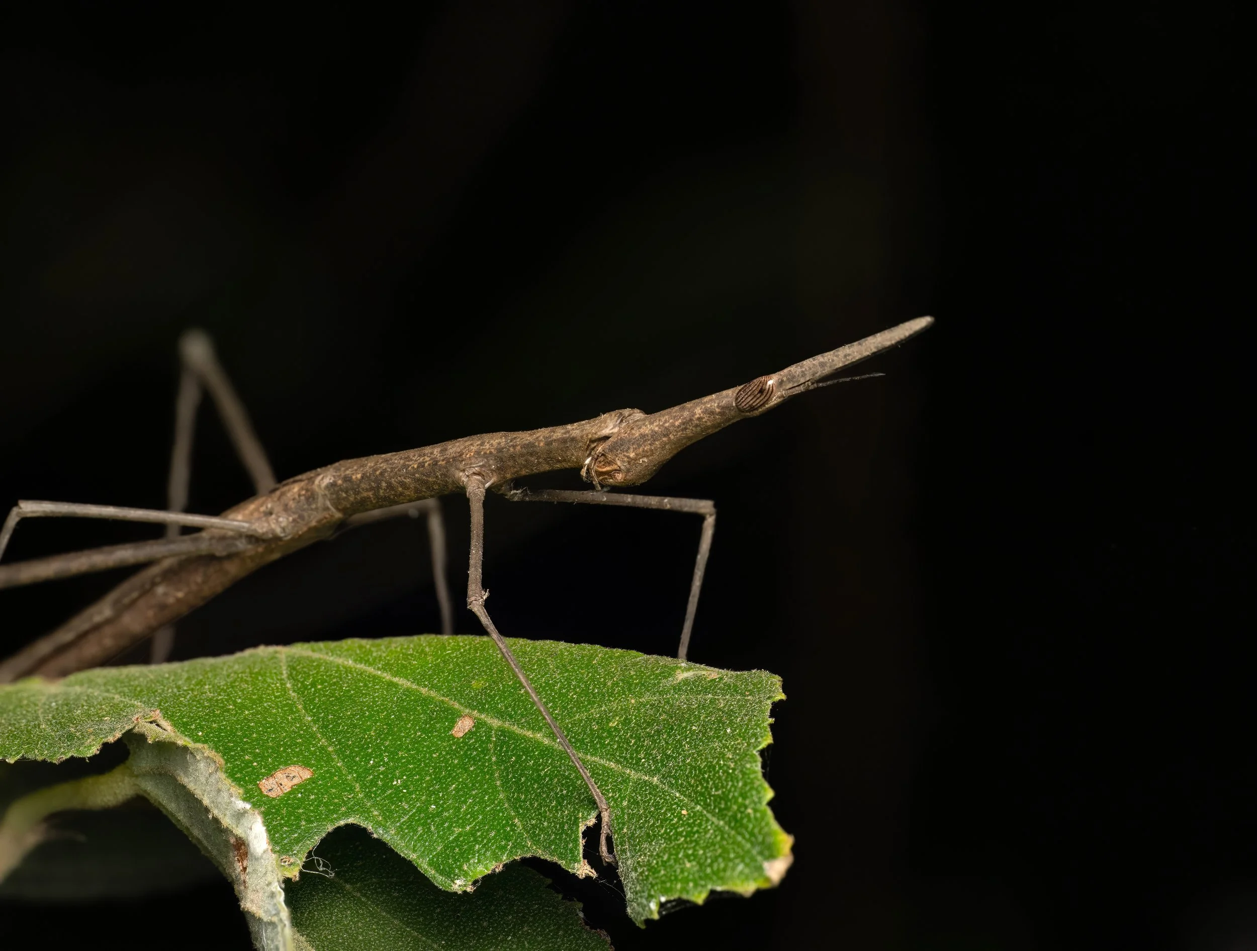 FINALJ Over 478-2-topaz-denoise-sharpen.jpg