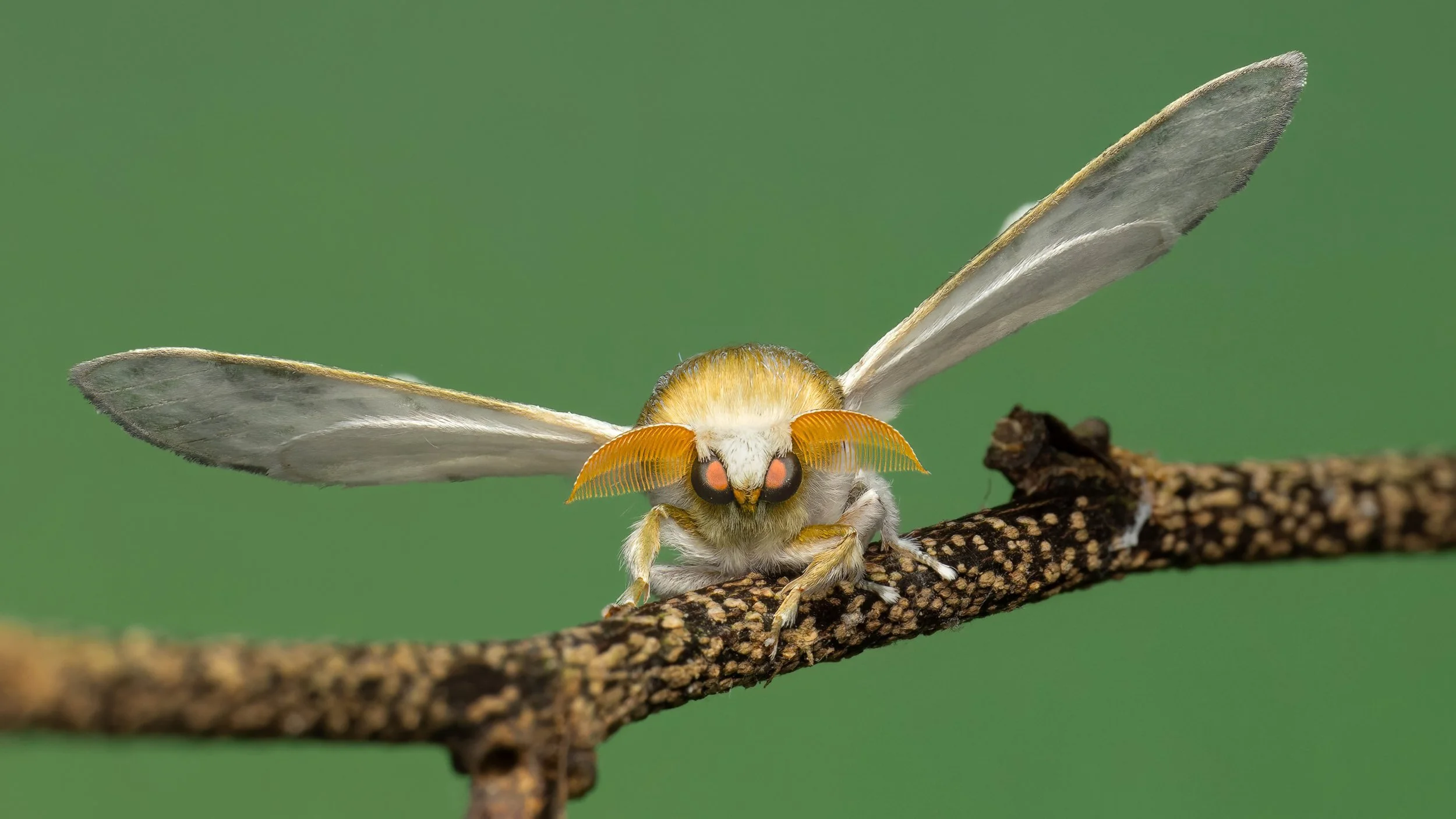 FINAL2025-08-19 19-40-02 (B,R8,S4)-2-topaz-denoise-sharpen.jpg