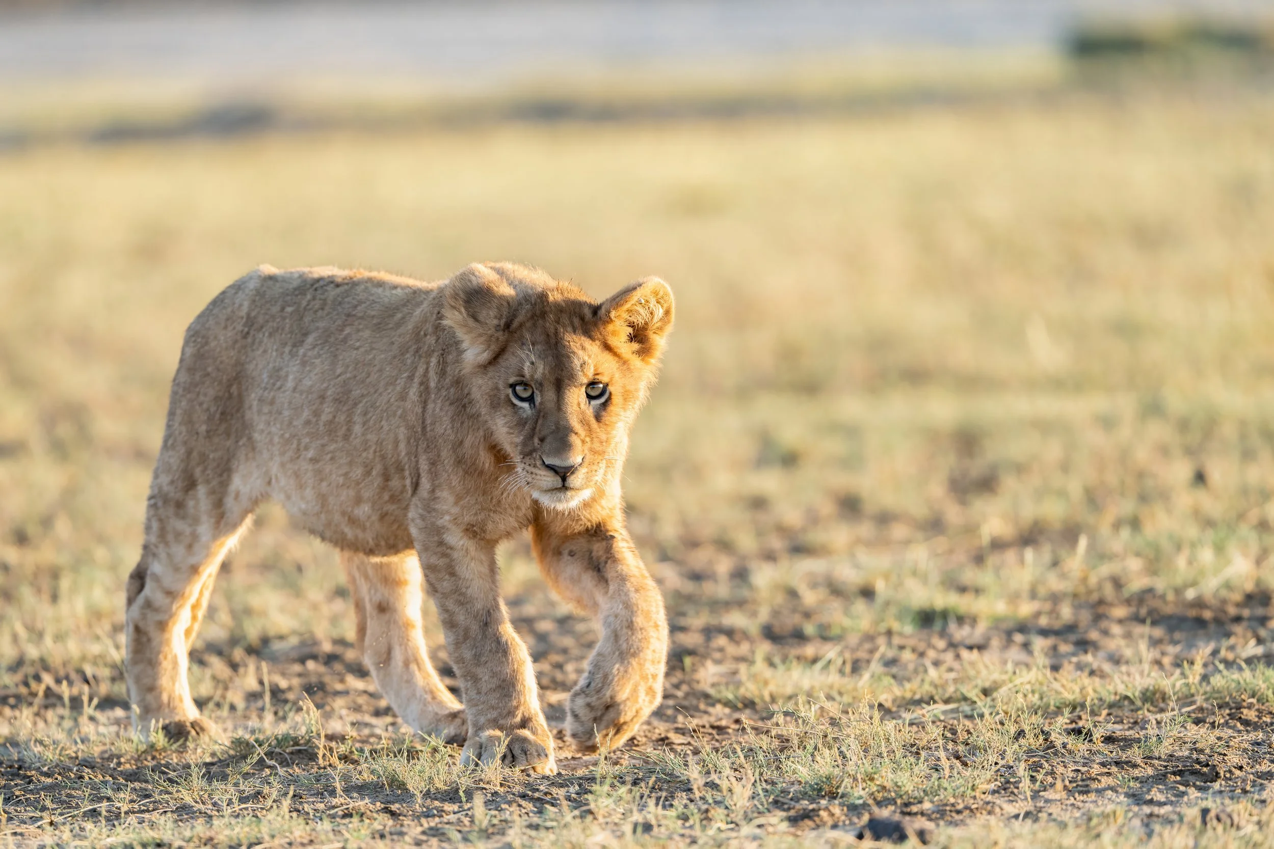 FINAL2_18 Drive 11666-topaz-denoise.jpg