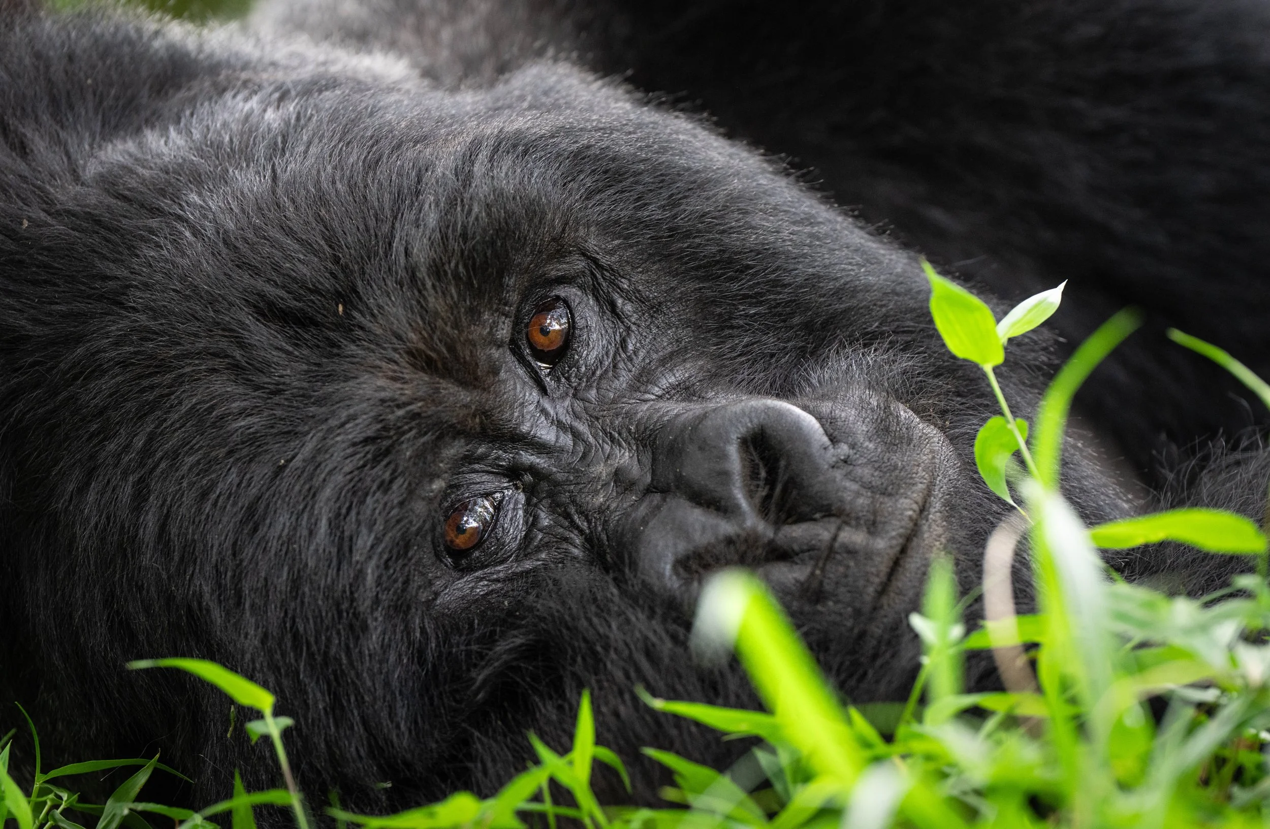 DSC02432-2-2 copy.jpg