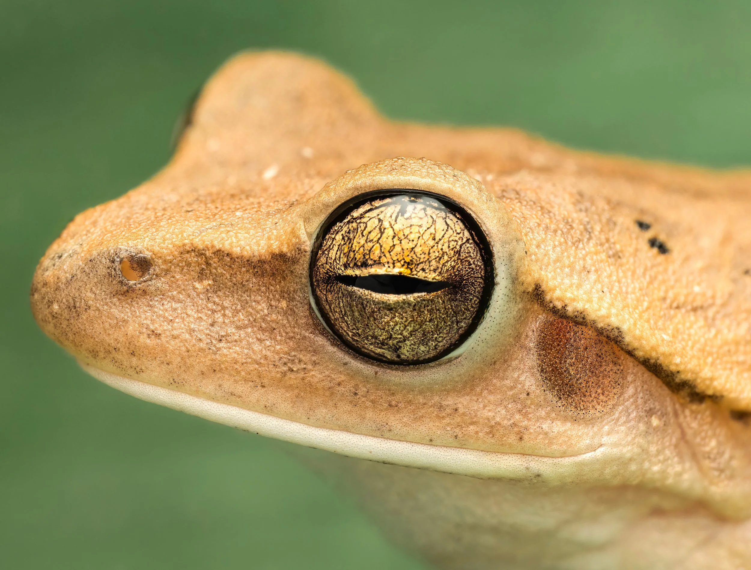 FINALJ Over 483-2-topaz-denoise-sharpen.jpg