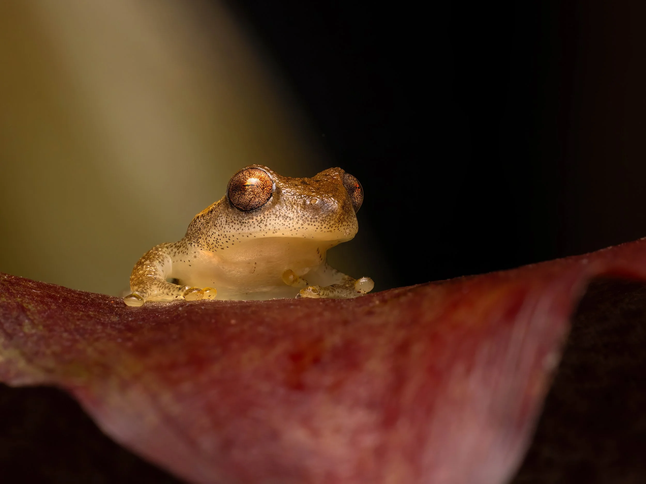 FINAL2025-08-24 16-27-56 (B,R8,S4)-2-topaz-denoise-sharpen.jpg
