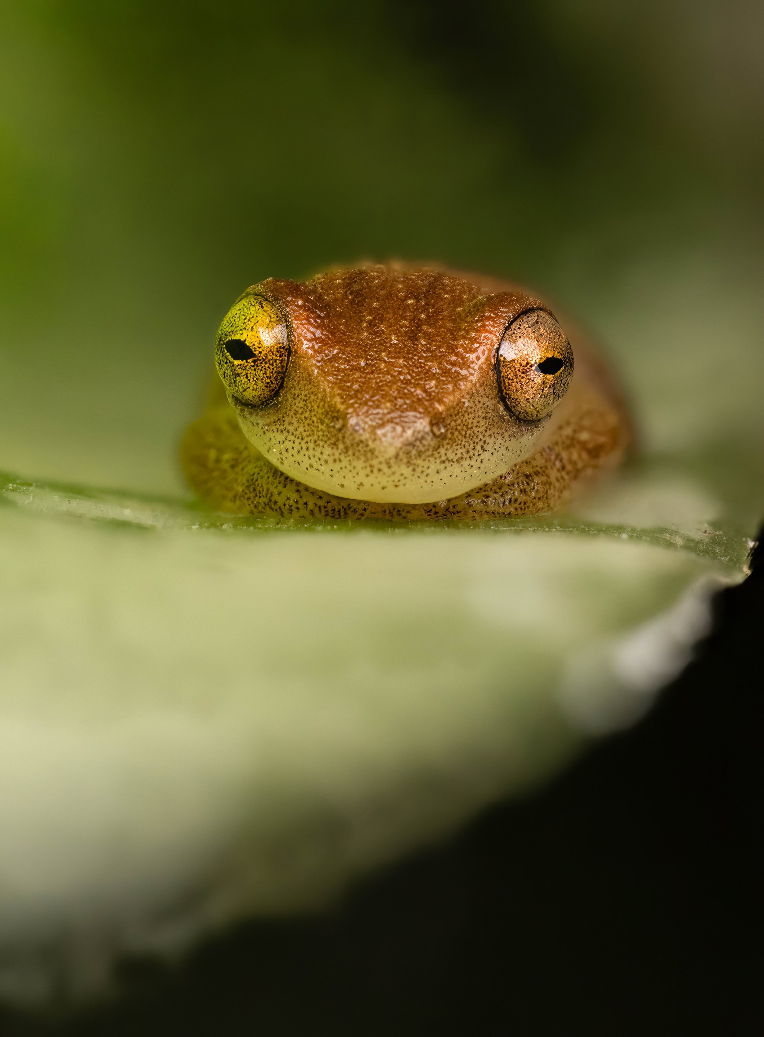 FINAL2025-08-25 16-58-31 (B,R8,S4)-2-topaz-denoise-sharpen.jpg