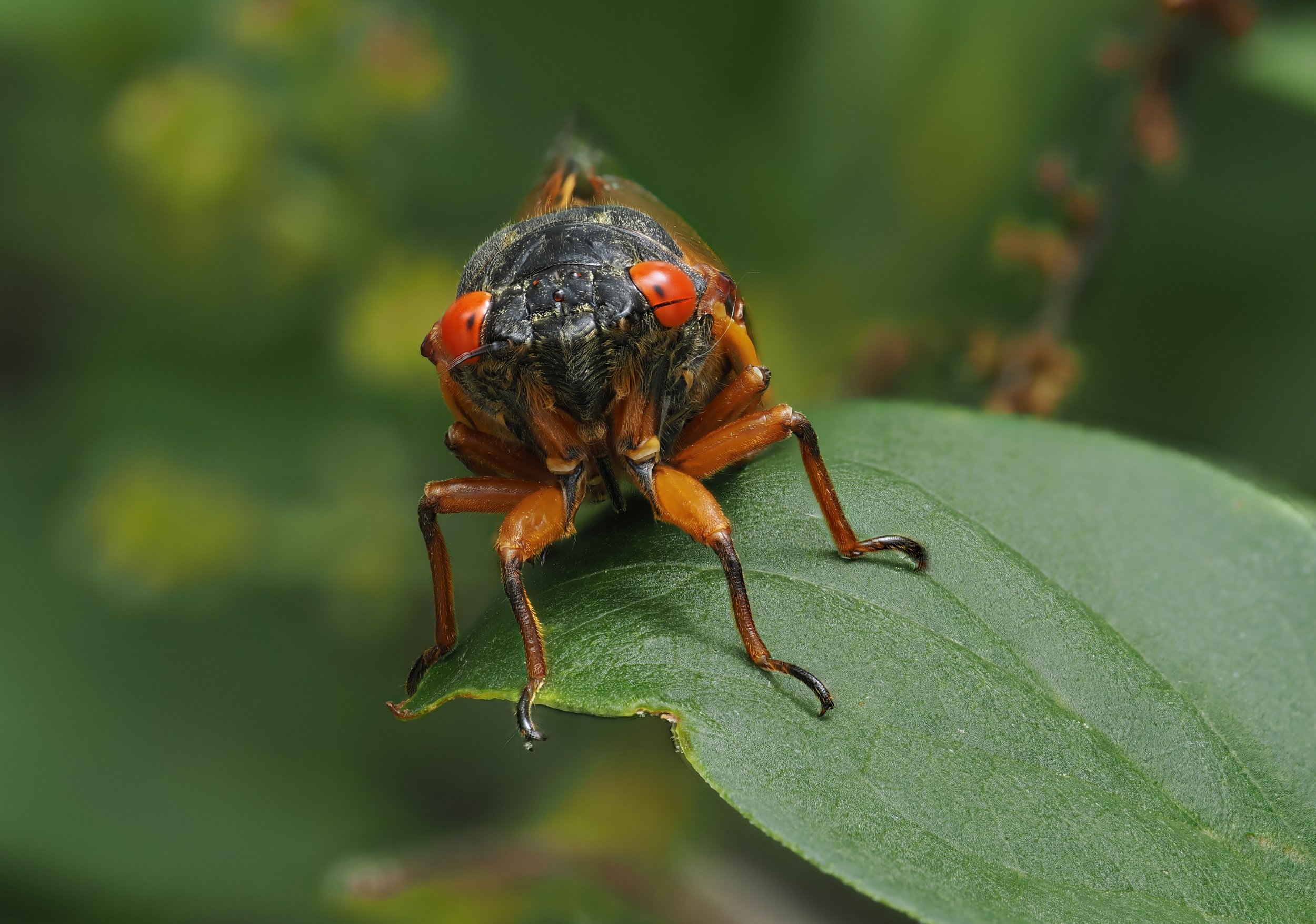 P5271045_stack 2.jpeg