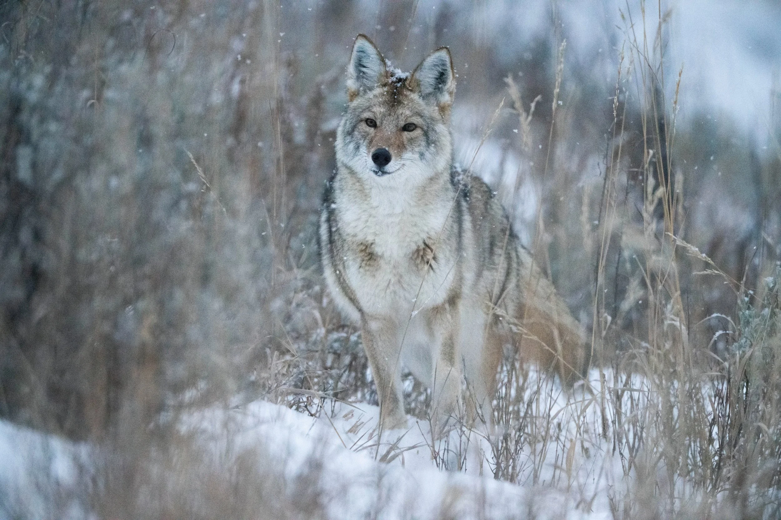 J Over 2-SharpenAI-Softness.jpeg