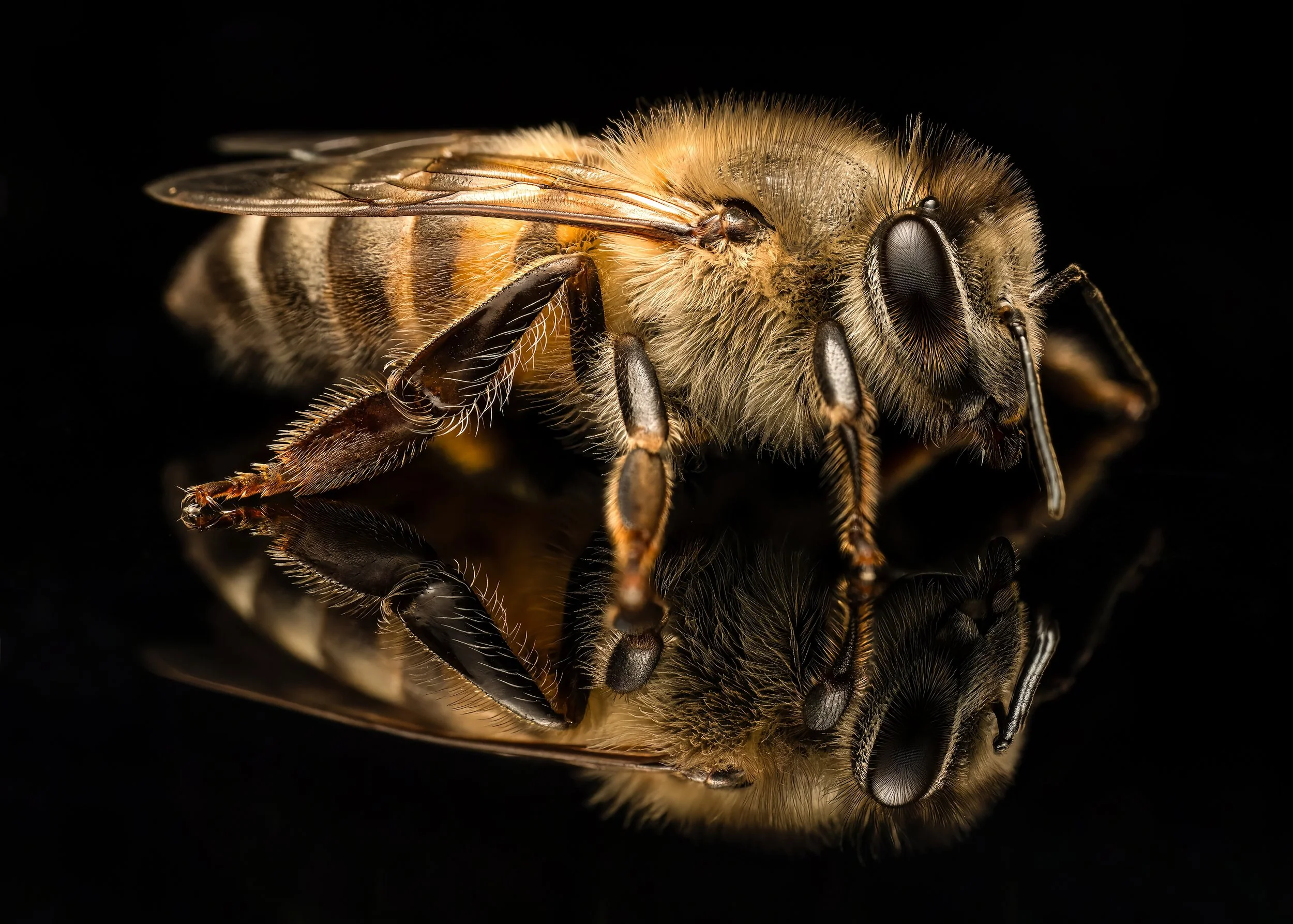 FINALBee Final-topaz-denoise-sharpen.jpg