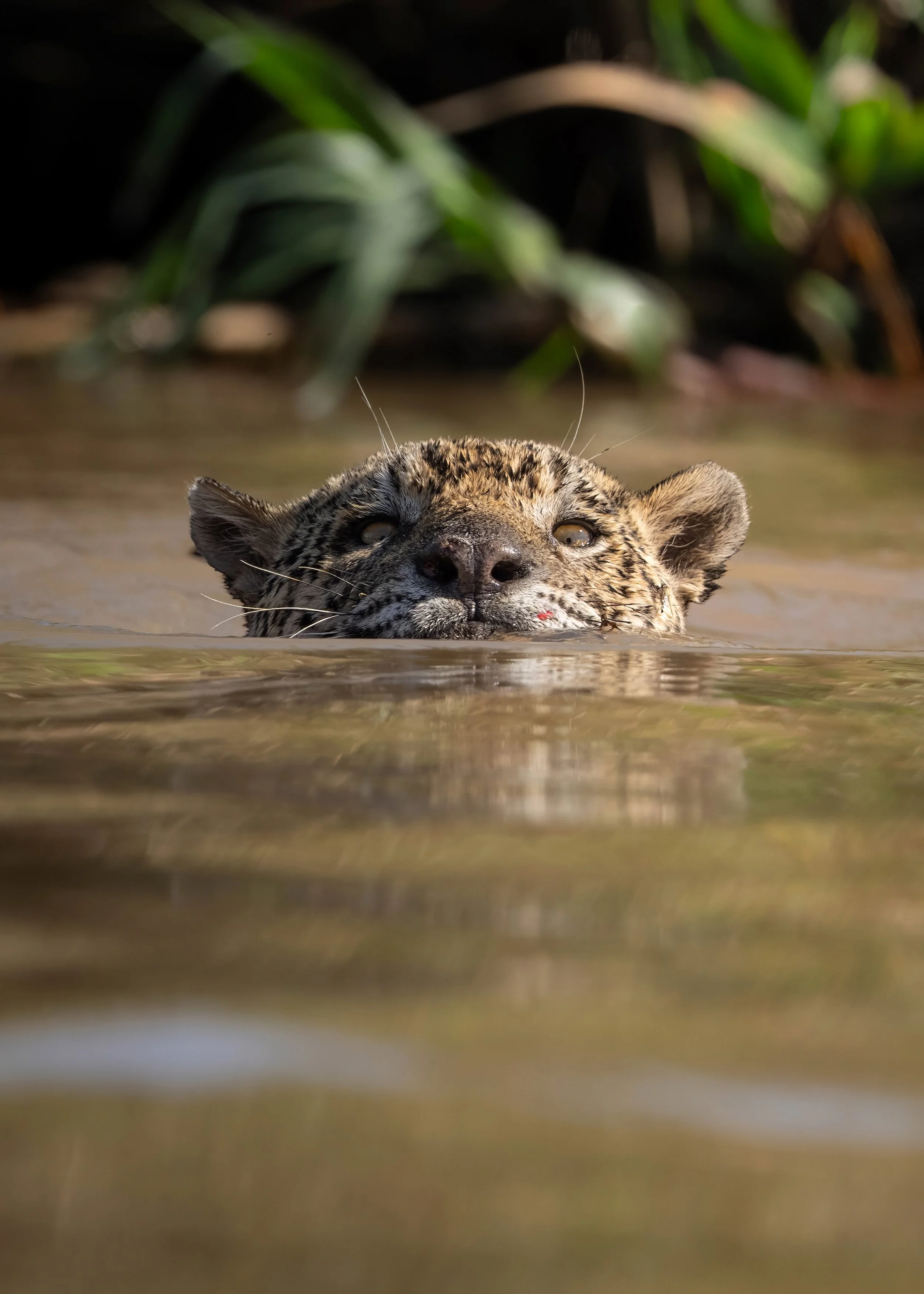 PS FINALDSC04454-2-topaz-denoise-sharpen.jpg