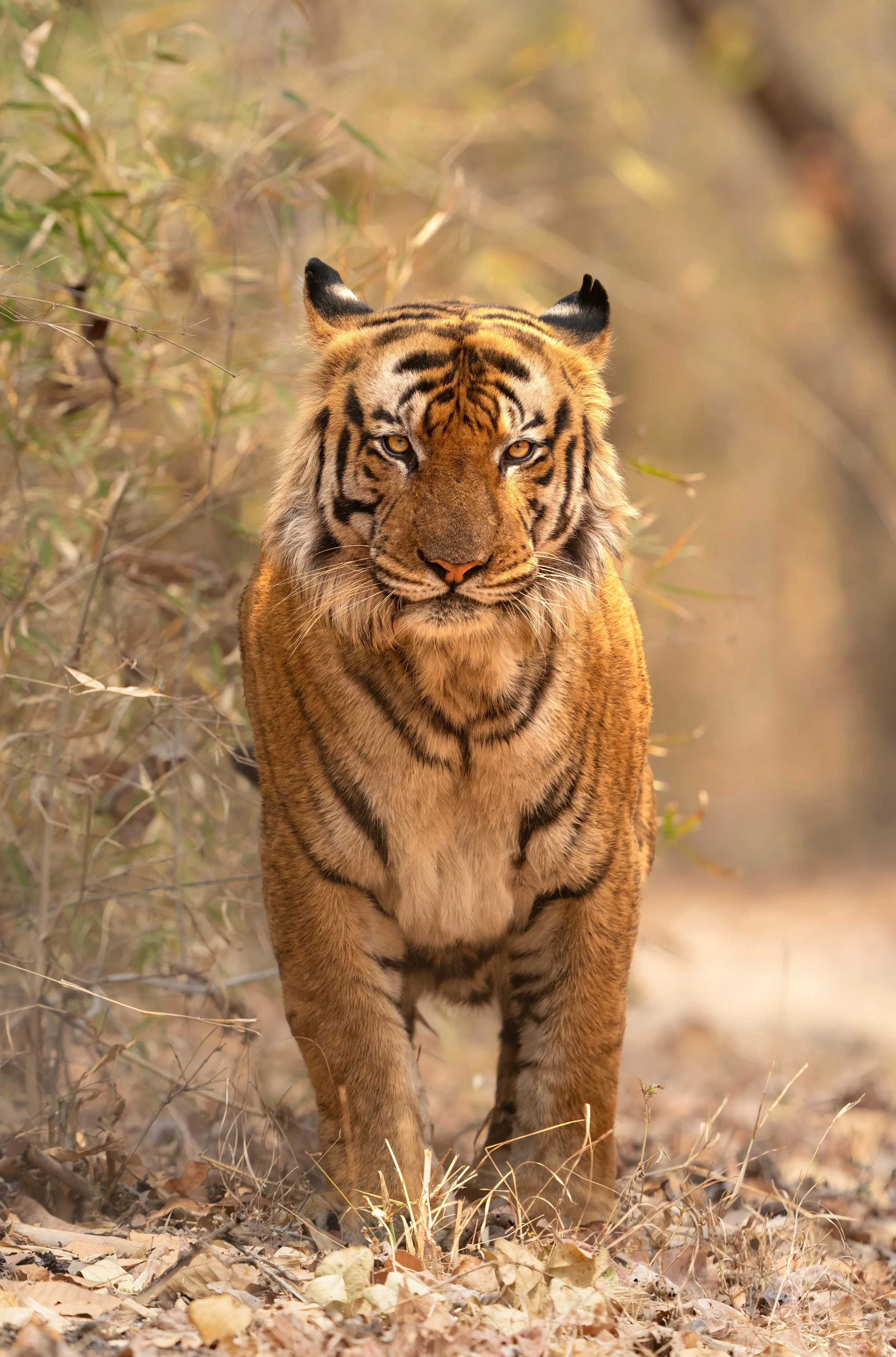 FINALDSC00526 PS-topaz-denoise-sharpen-upscale-2x.jpg