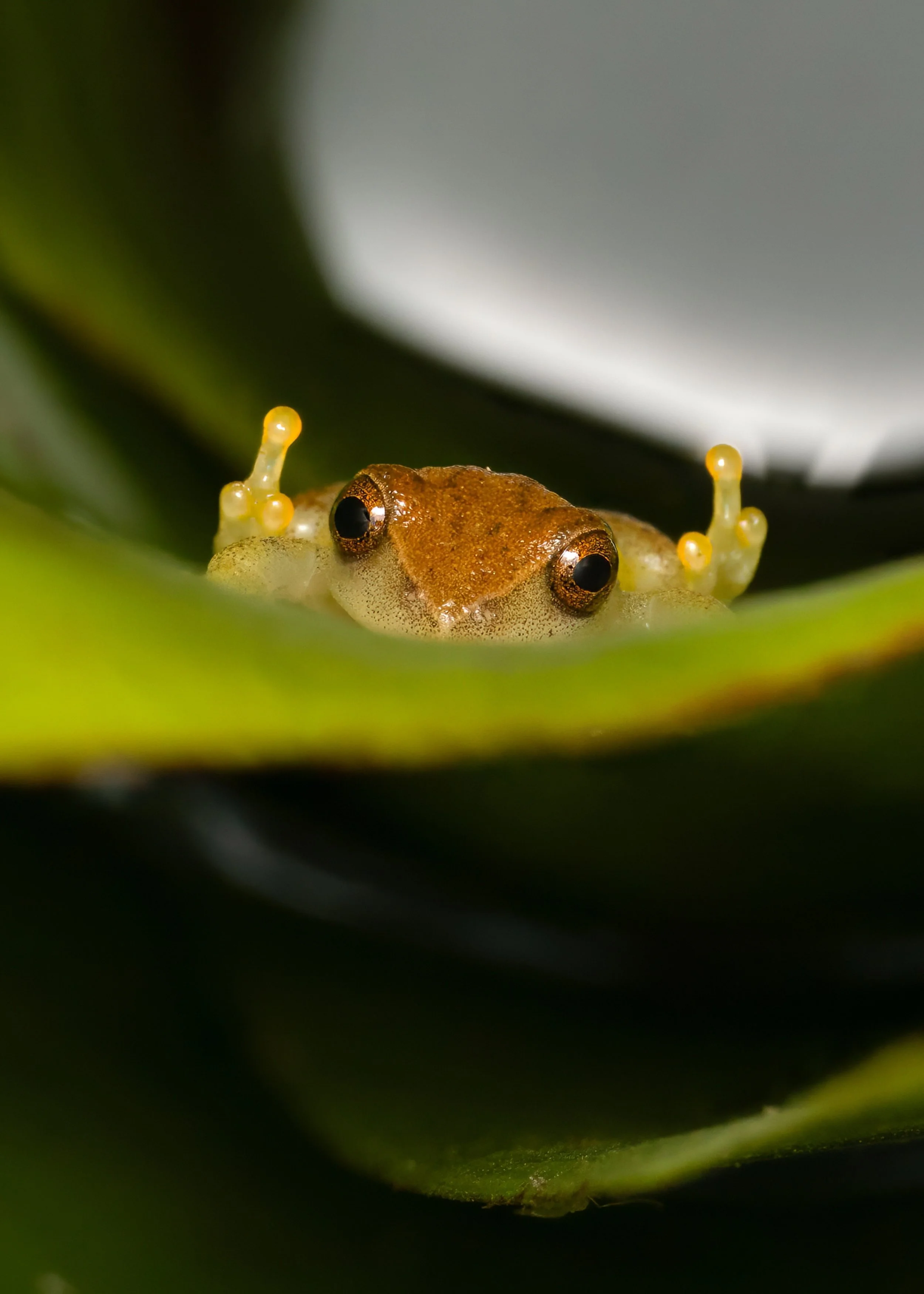 FINAL2025-08-08 10-47-03 (B,R8,S4)-topaz-denoise-sharpen.jpg