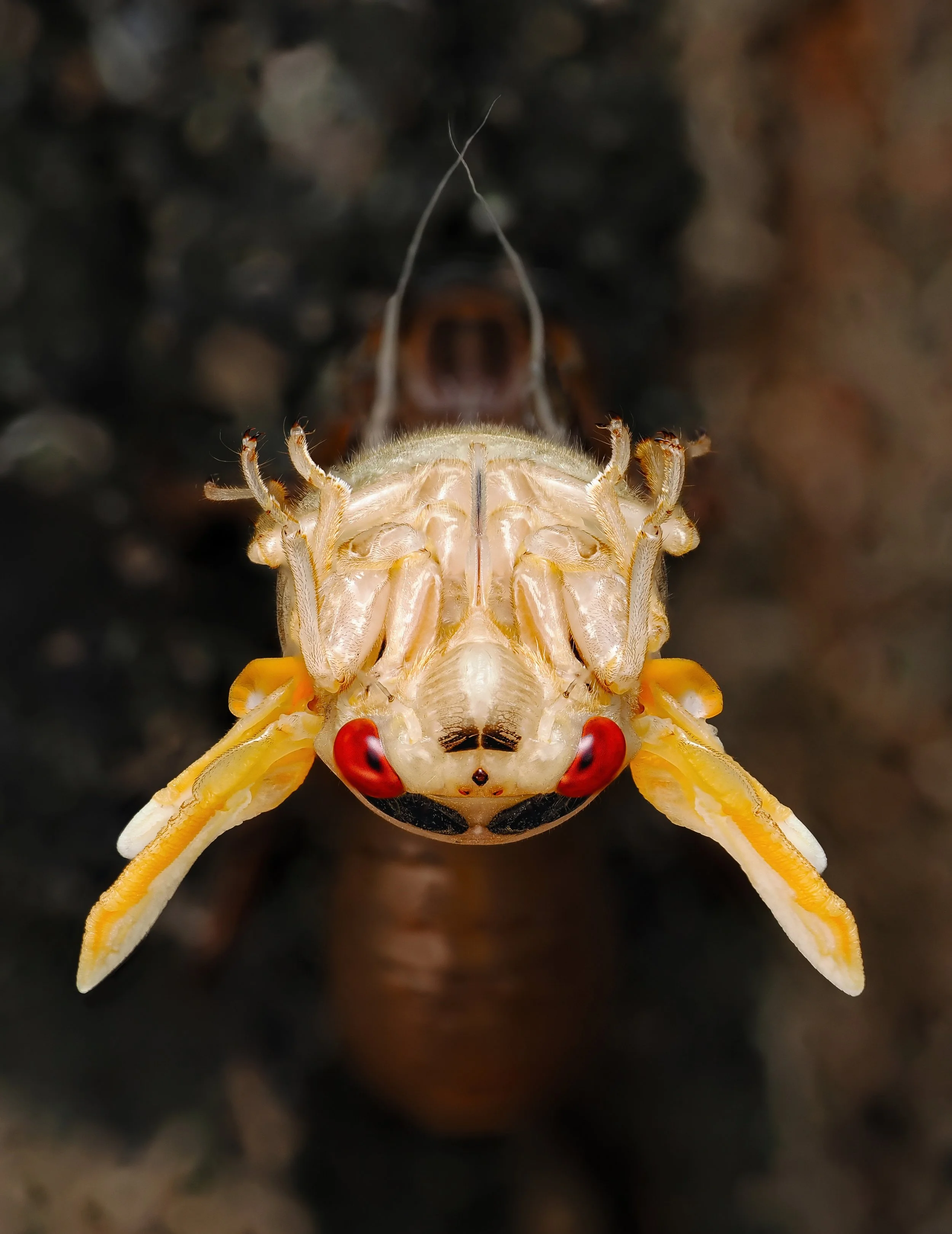 Final Cicada 1.jpeg