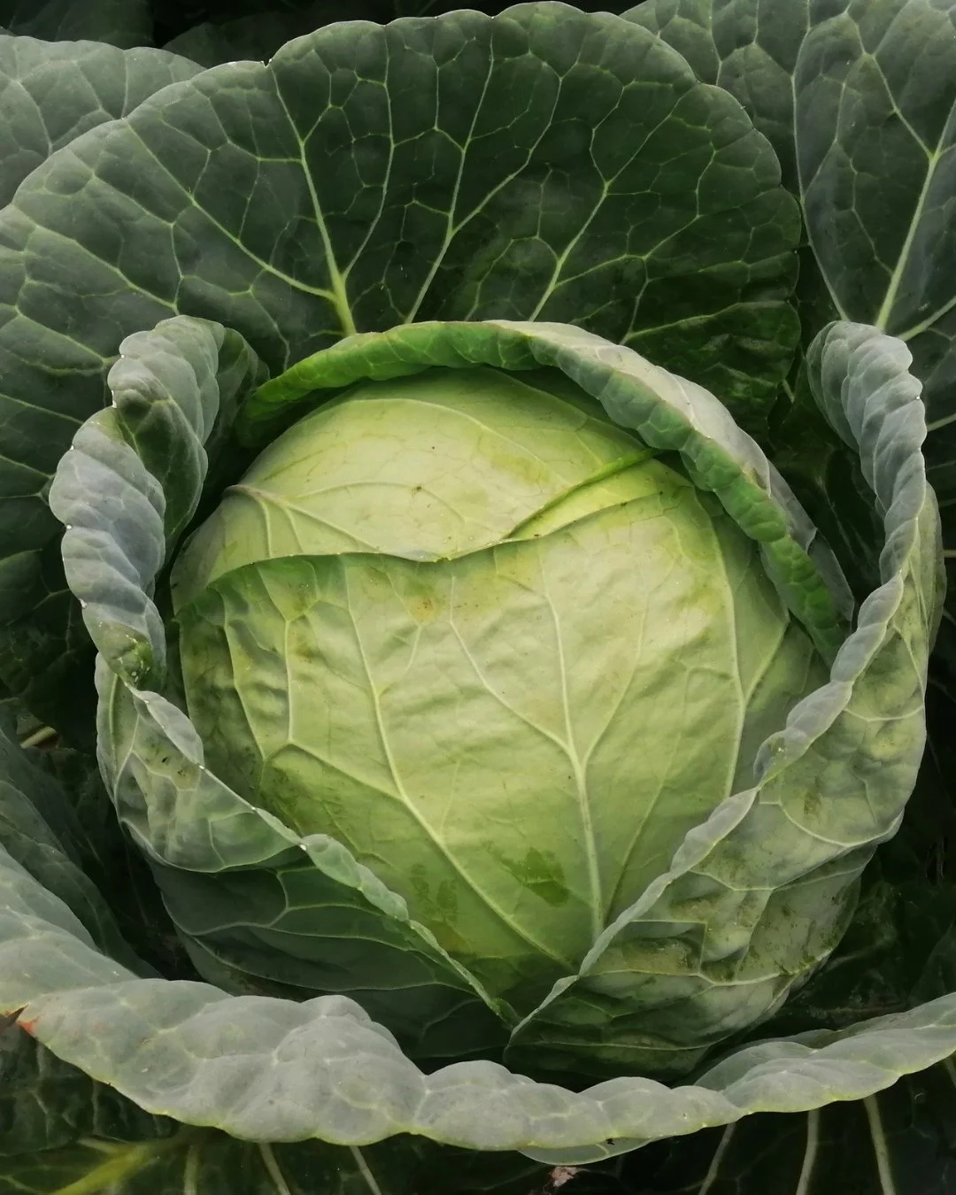 LEAVE ROOM FOR DISCOVERY⁠
⁠
Once your staples are covered, grocery shopping becomes creative again. Choose one new ingredient each week, perhaps a unique green from the farmer&rsquo;s market or a local artisan product. This keeps meals interesting an