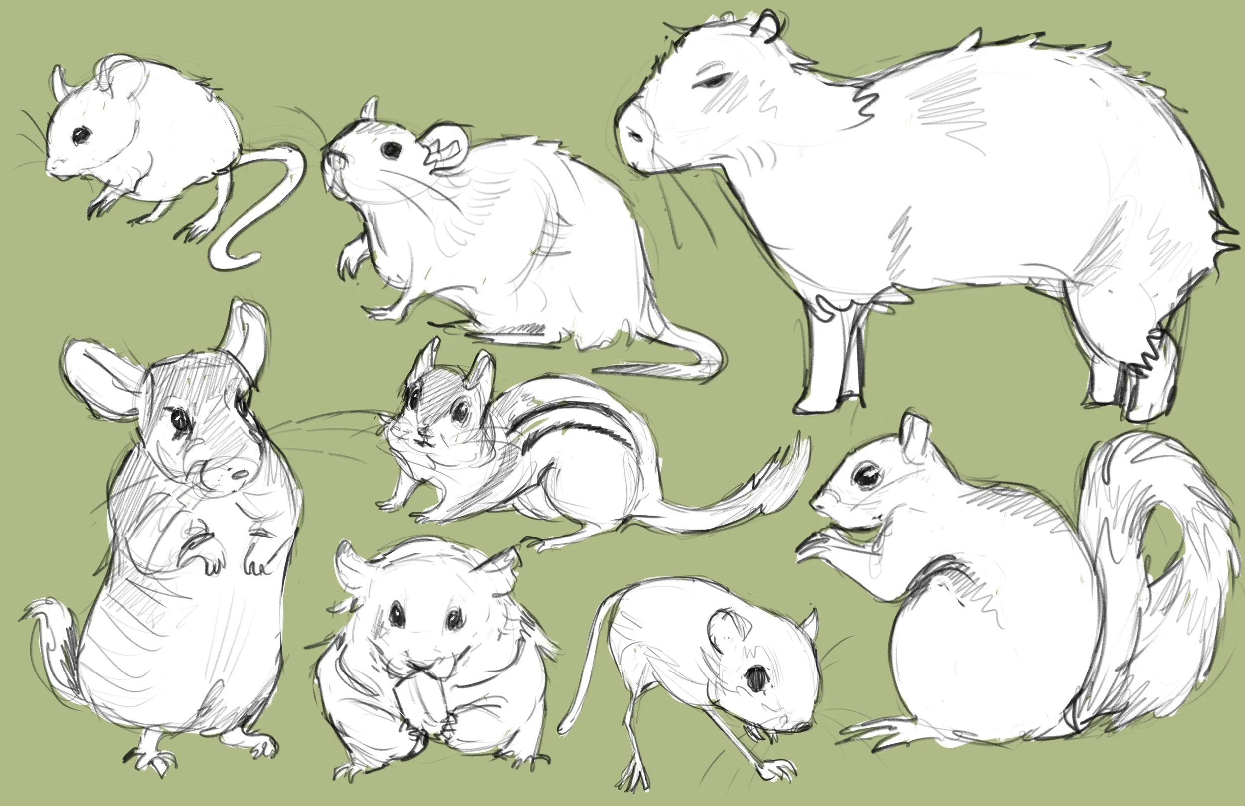 "Animal Exploration Rodents"