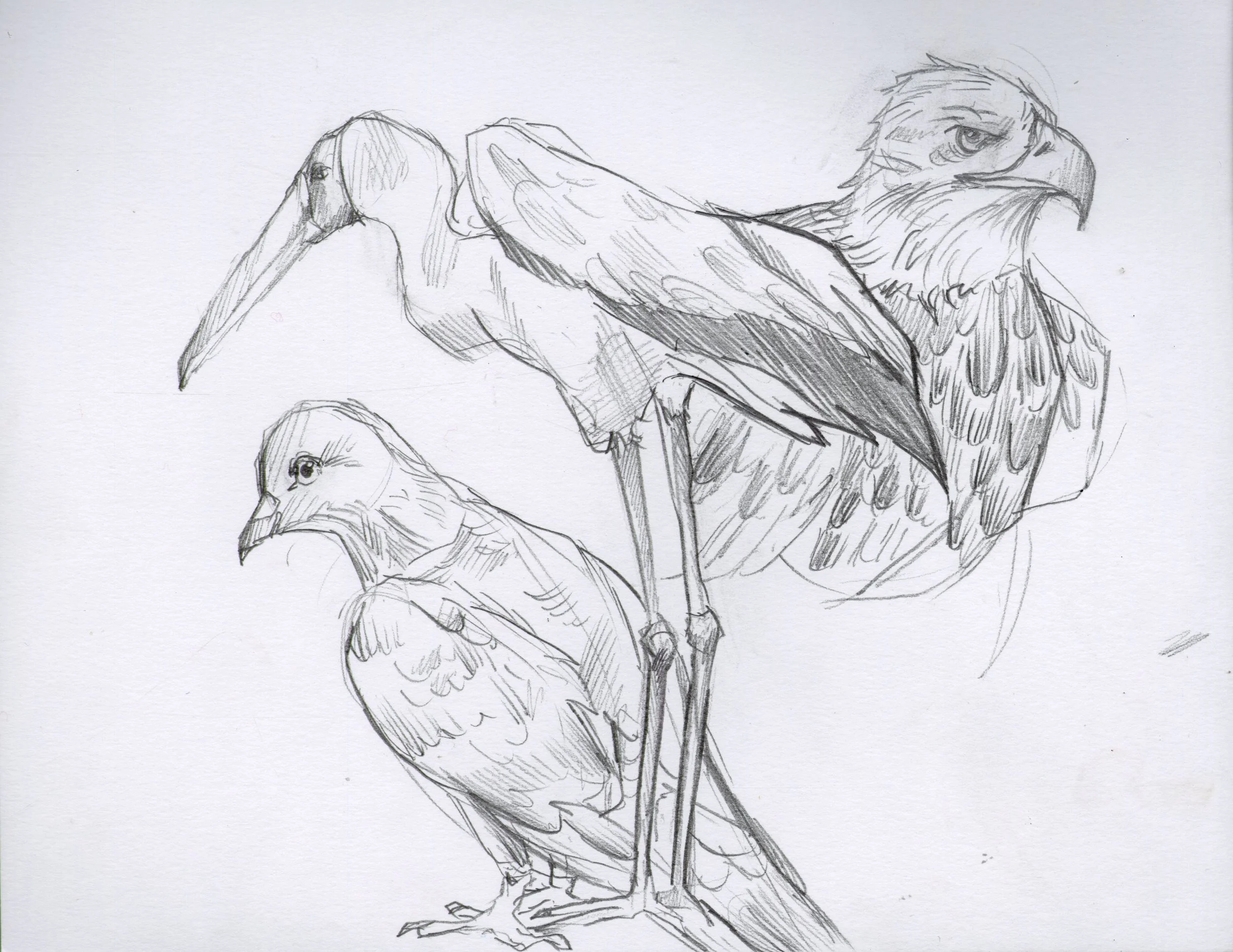 Bird Studies-Pencil-2025