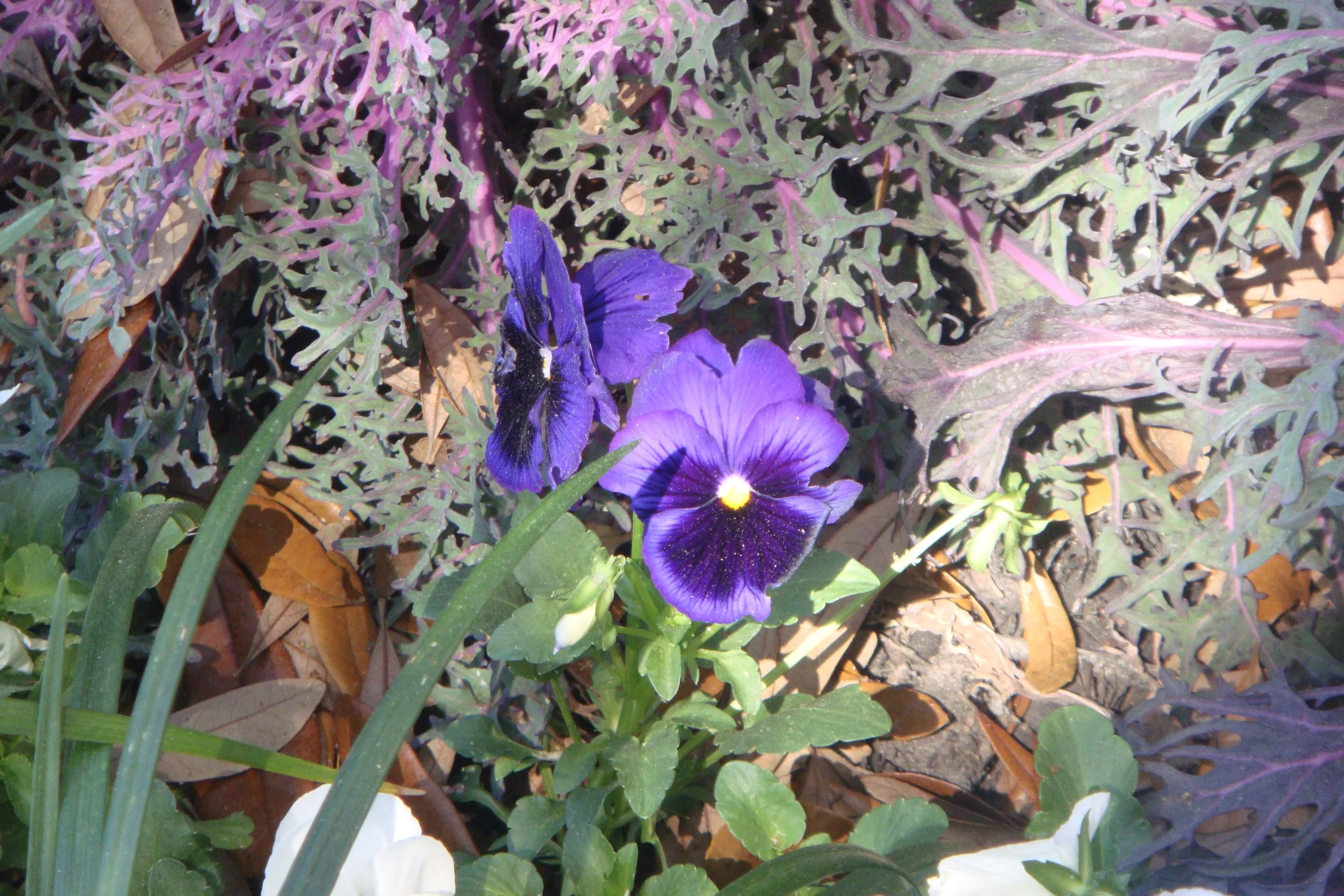 DSC06439.JPG