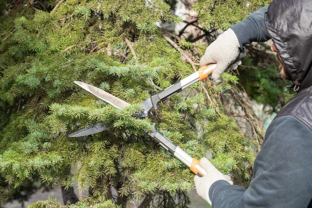Person trimming a green pine tree with gardening shears.