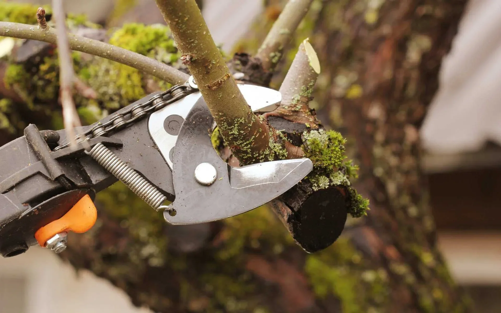 A close-up of a tree pruning tool cutting a branch, with moss on the branch, and a blurred background of tree bark and moss.
