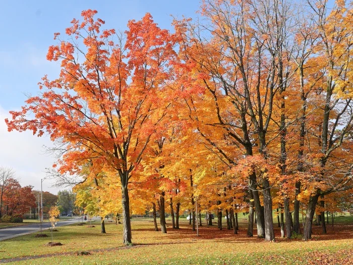 Autumn trees with orange, yellow, and red leaves in a park on a clear day.