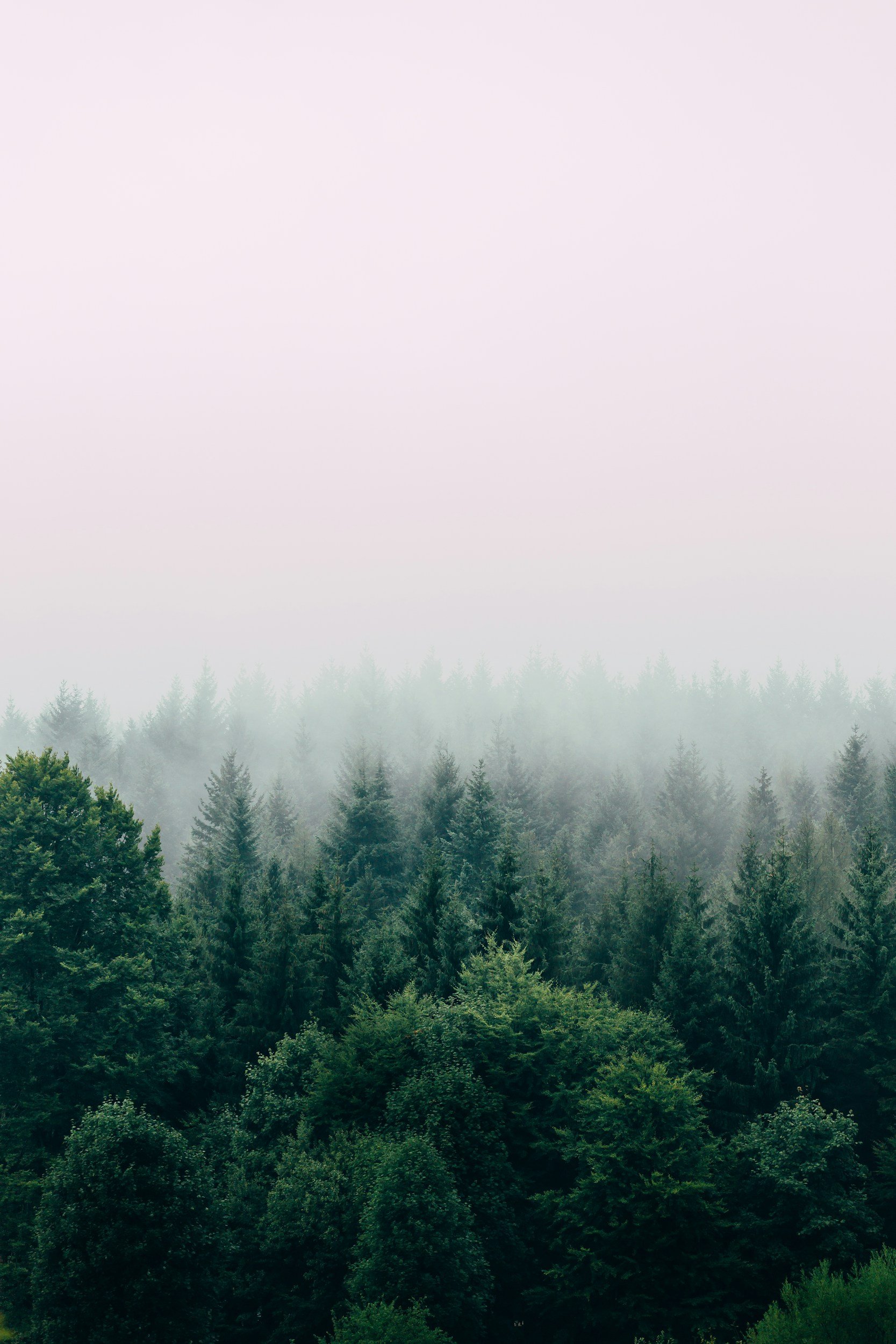 A dense forest of evergreen trees with fog or mist hanging over the treetops, under a pale, overcast sky.