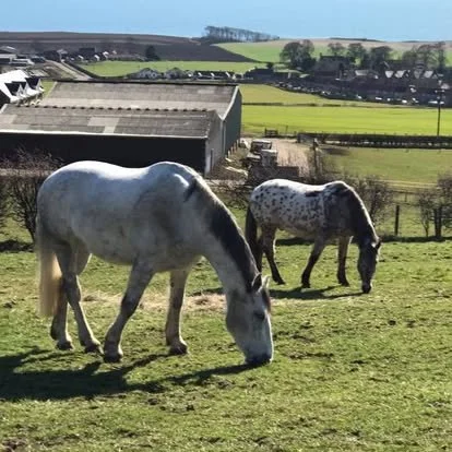 Largo Law Livery horses on a field