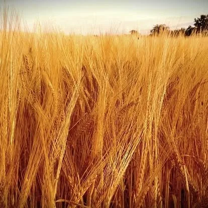 crops at Largo Law
