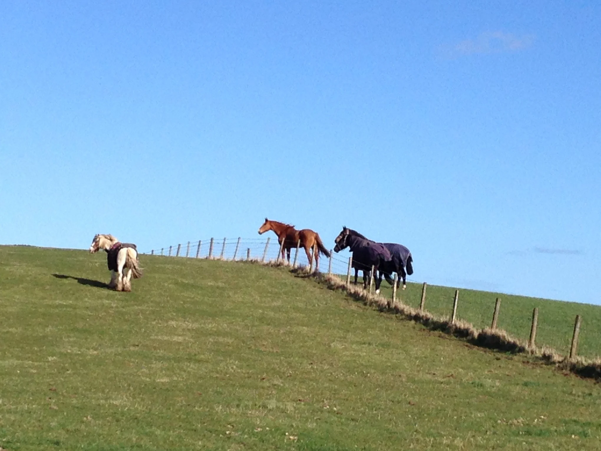 Largo Law Livery horses at the hill