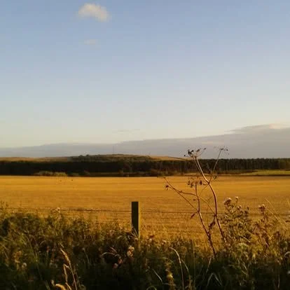 Fields around Largo Law
