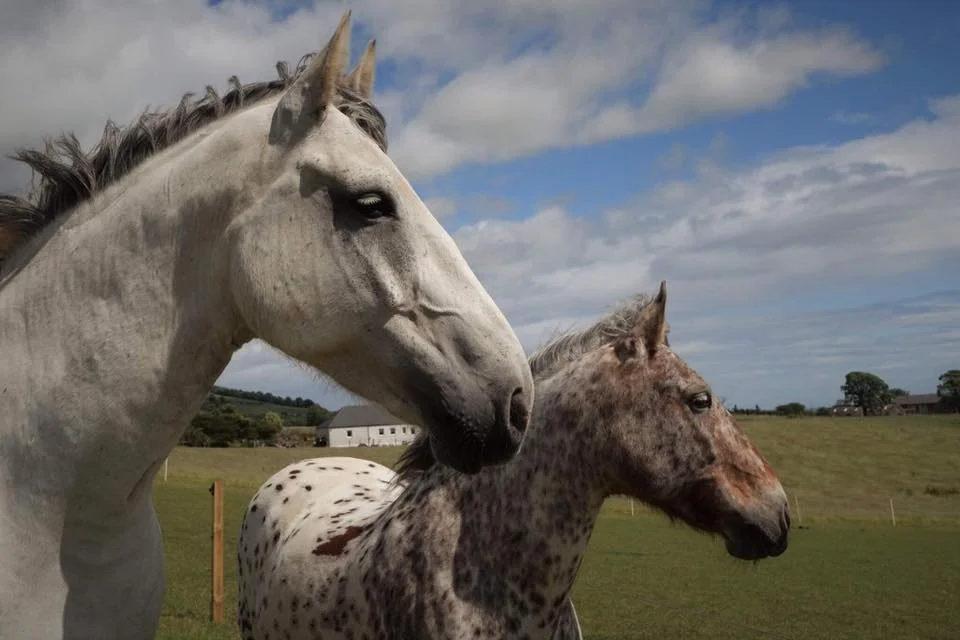 Largo Law Livery Horses