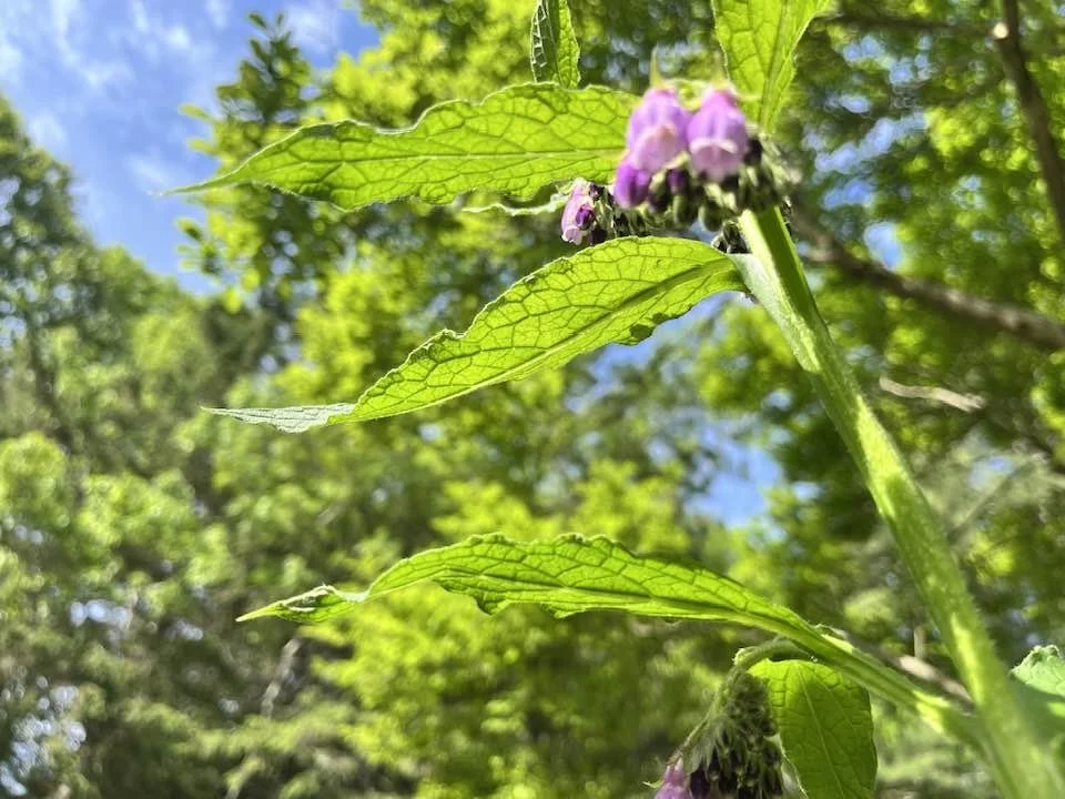 Comfrey: This Week’s Sacred Plant Ally